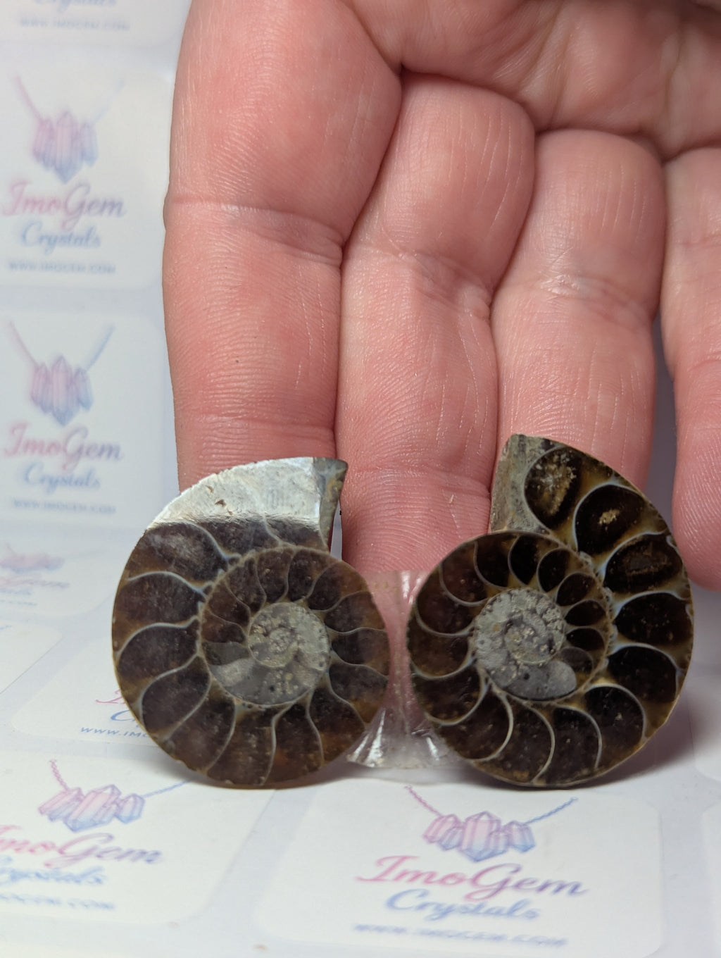 Set of 2 Amanite fossil slices