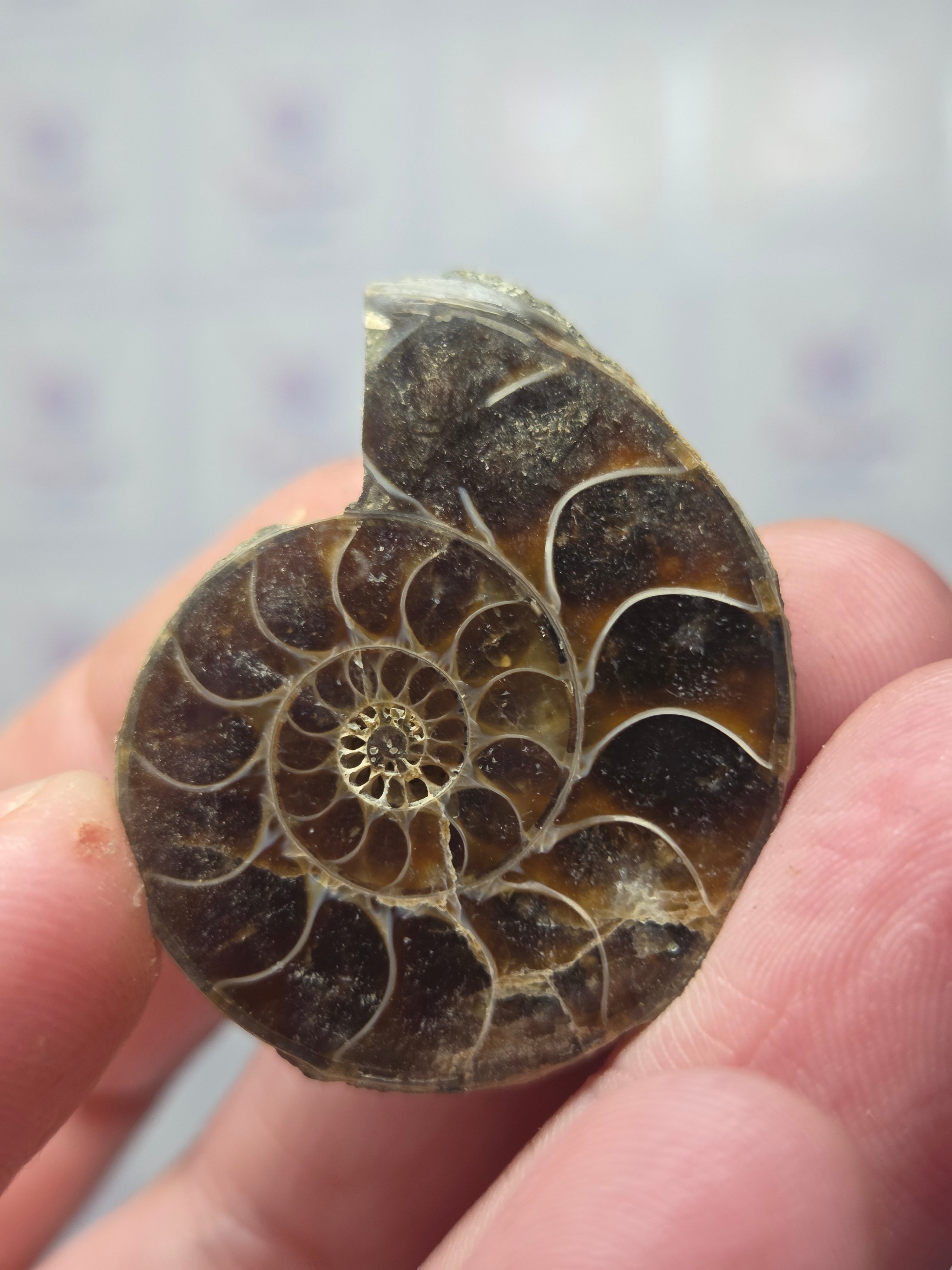 Amazonite fossils picked at random