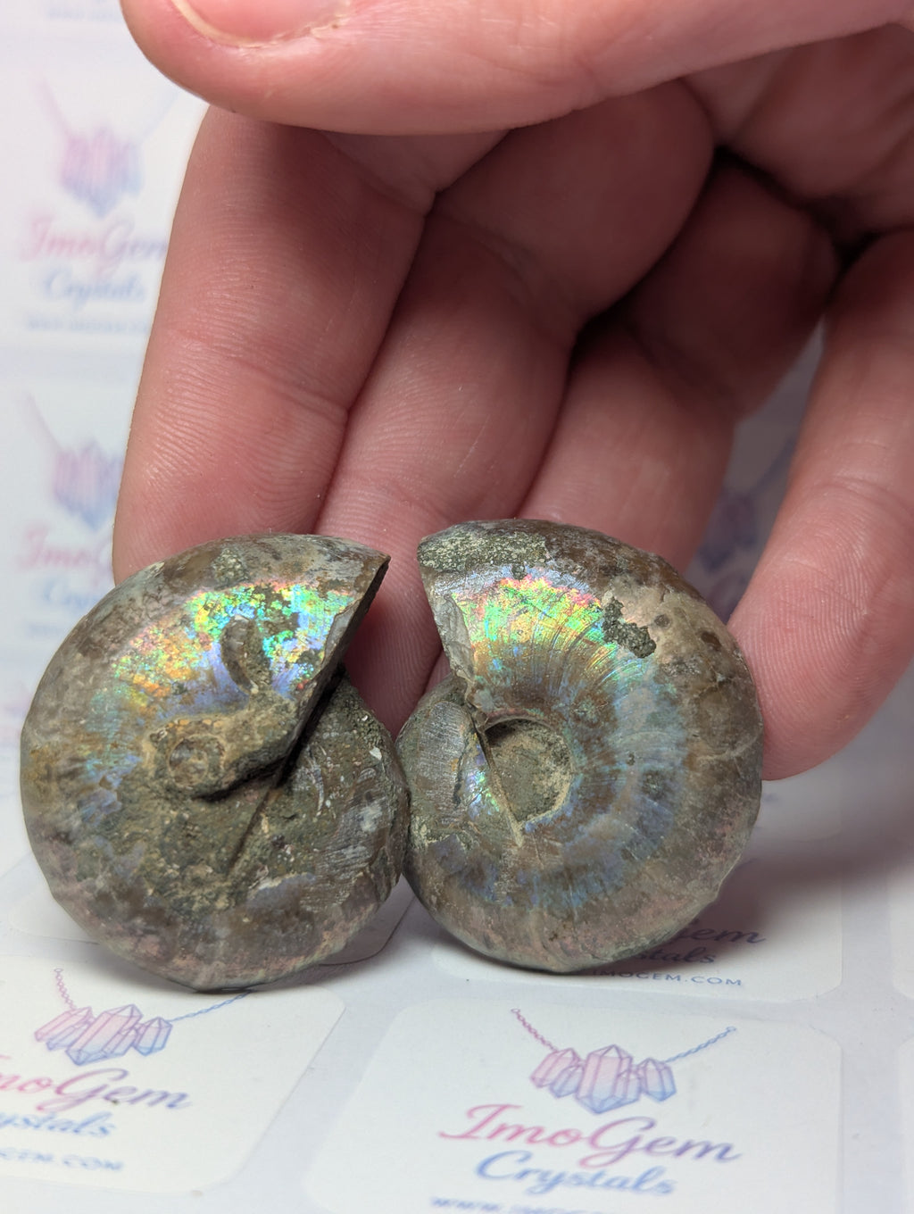 Rainbow Amanite fossil slices set of 2