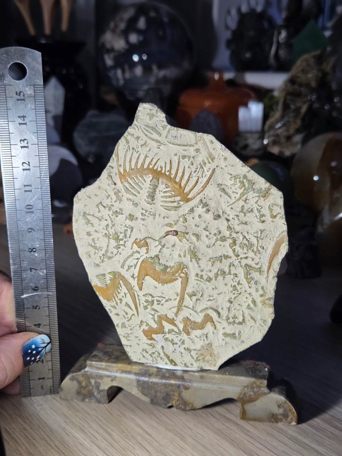 Ancient fossil arthropods called trilobites slab on jade stand