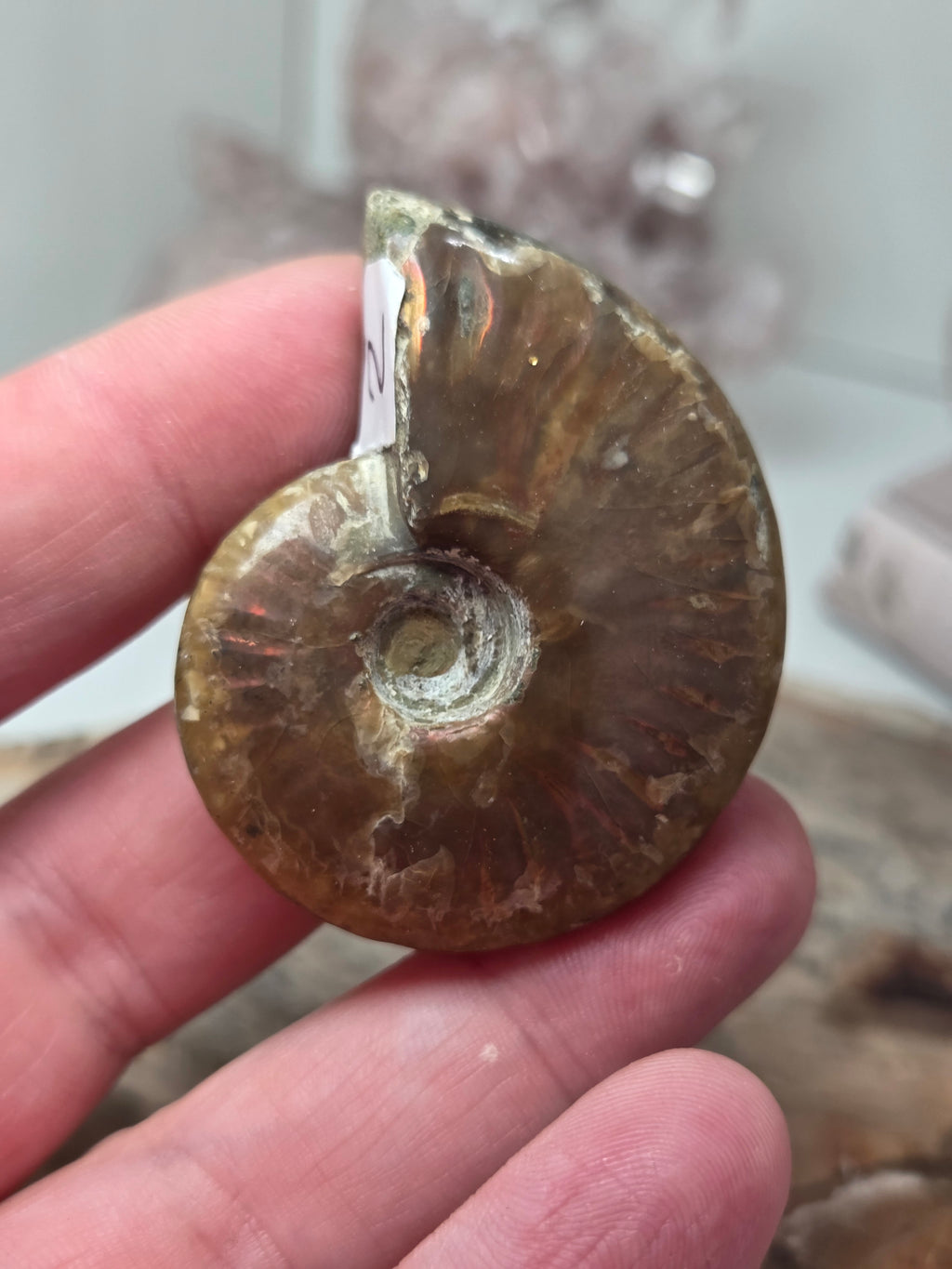 Rainbow Ammonite Fossil specimen option  K
