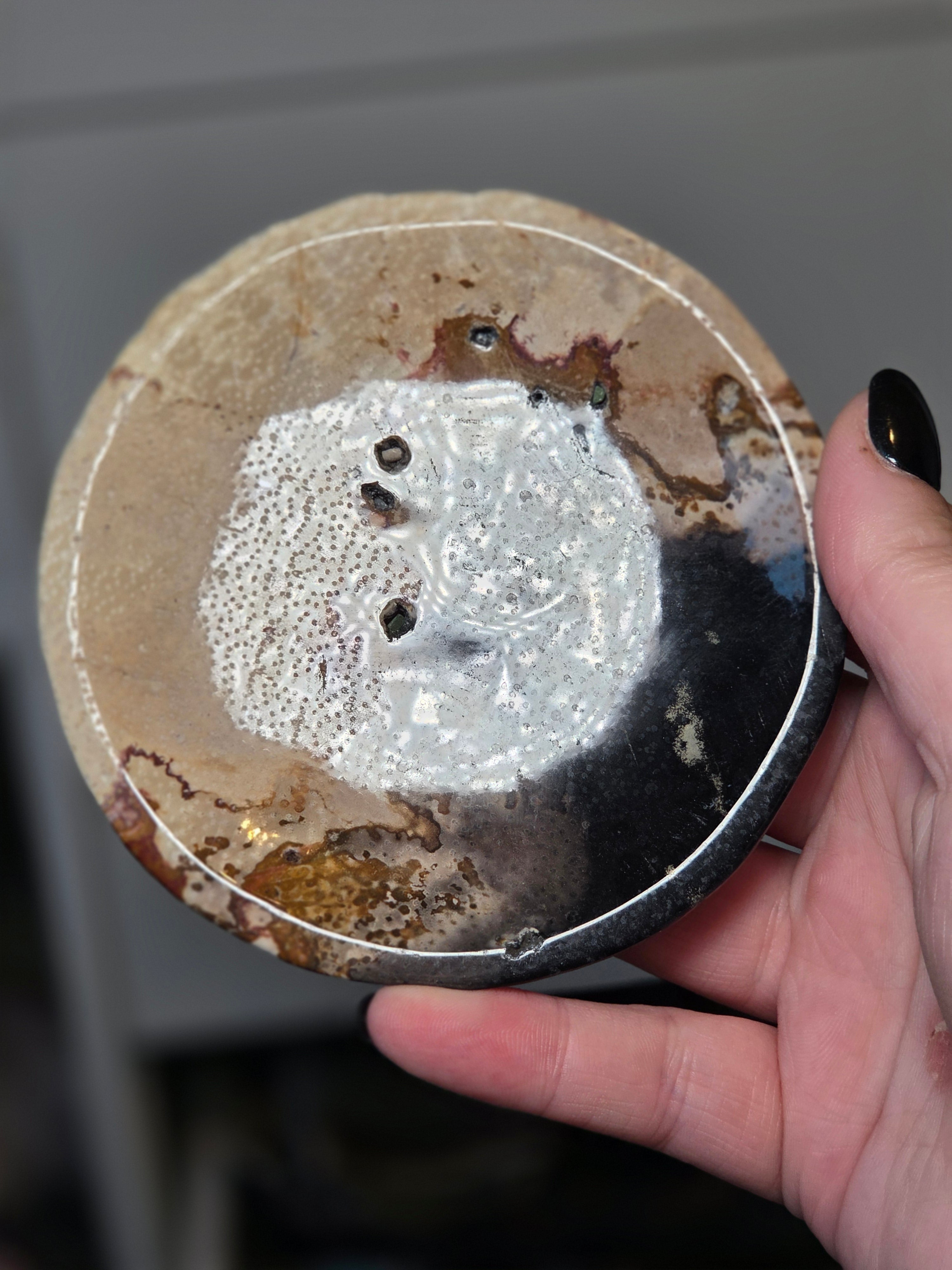 Petrified wood plate from Texas