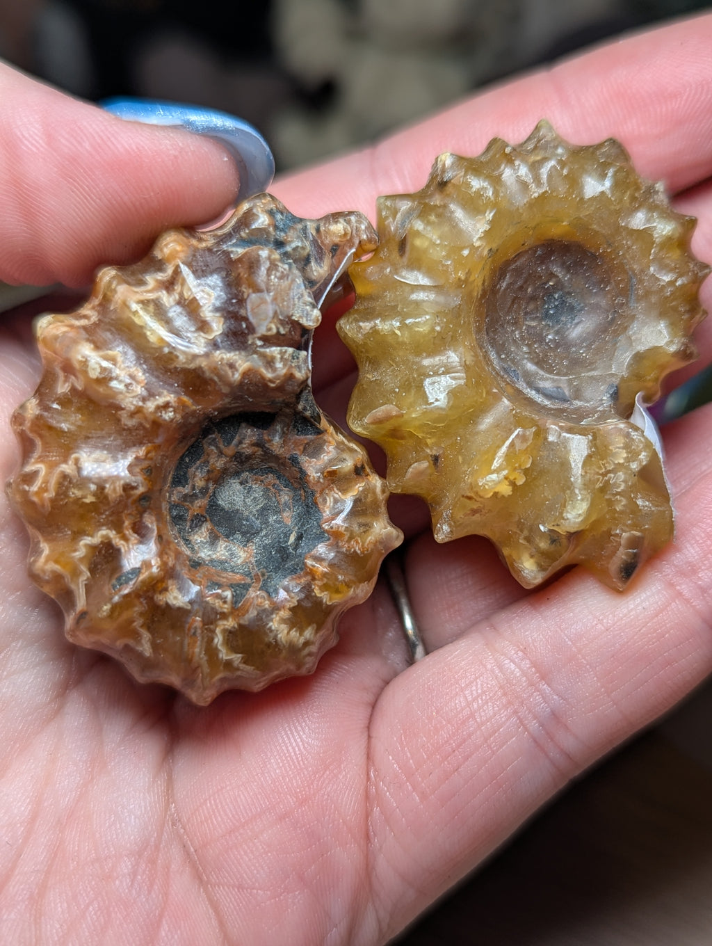 Douvilleiceras ammonite fossil