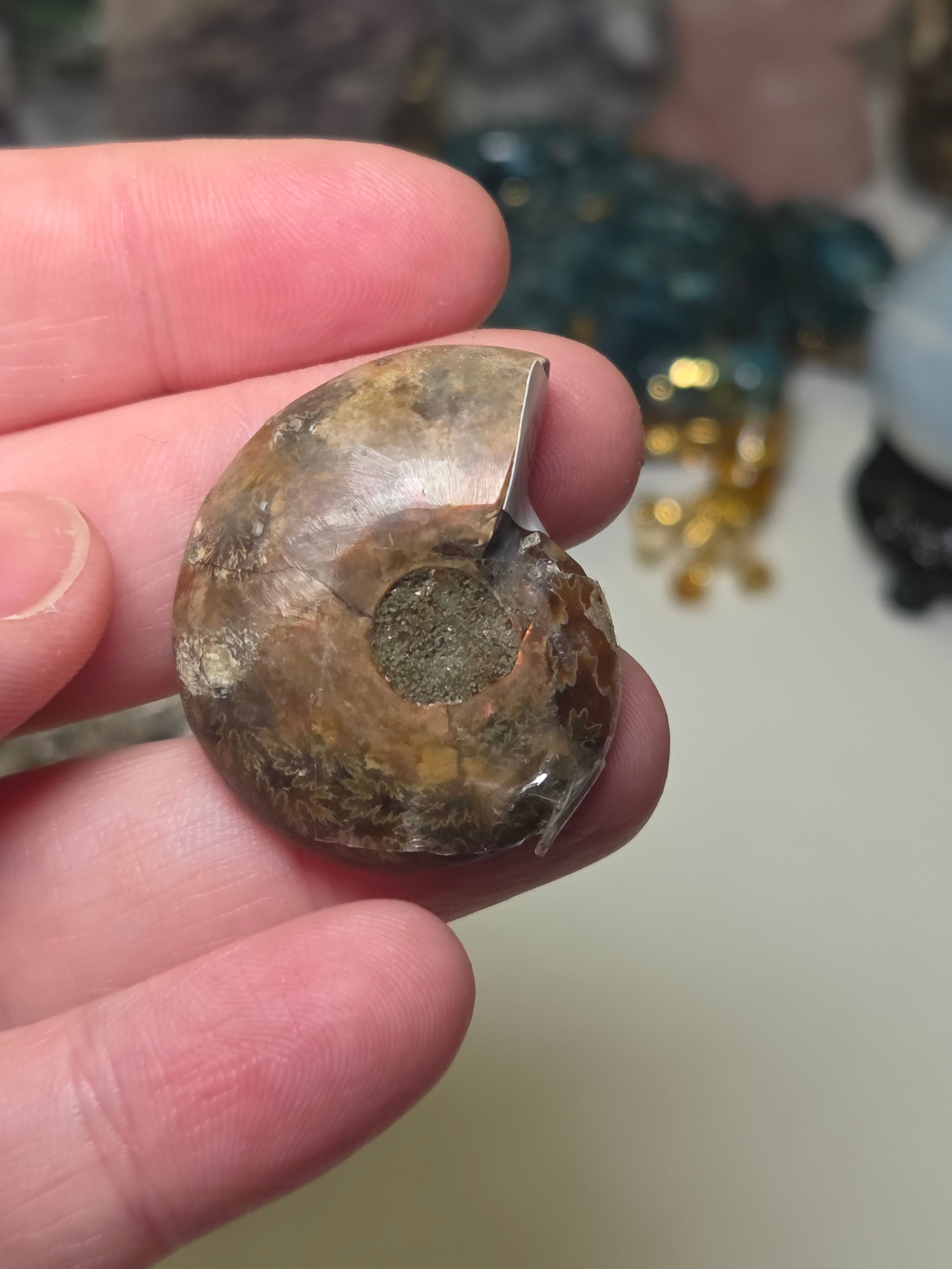 Amanite rainbow shell slice