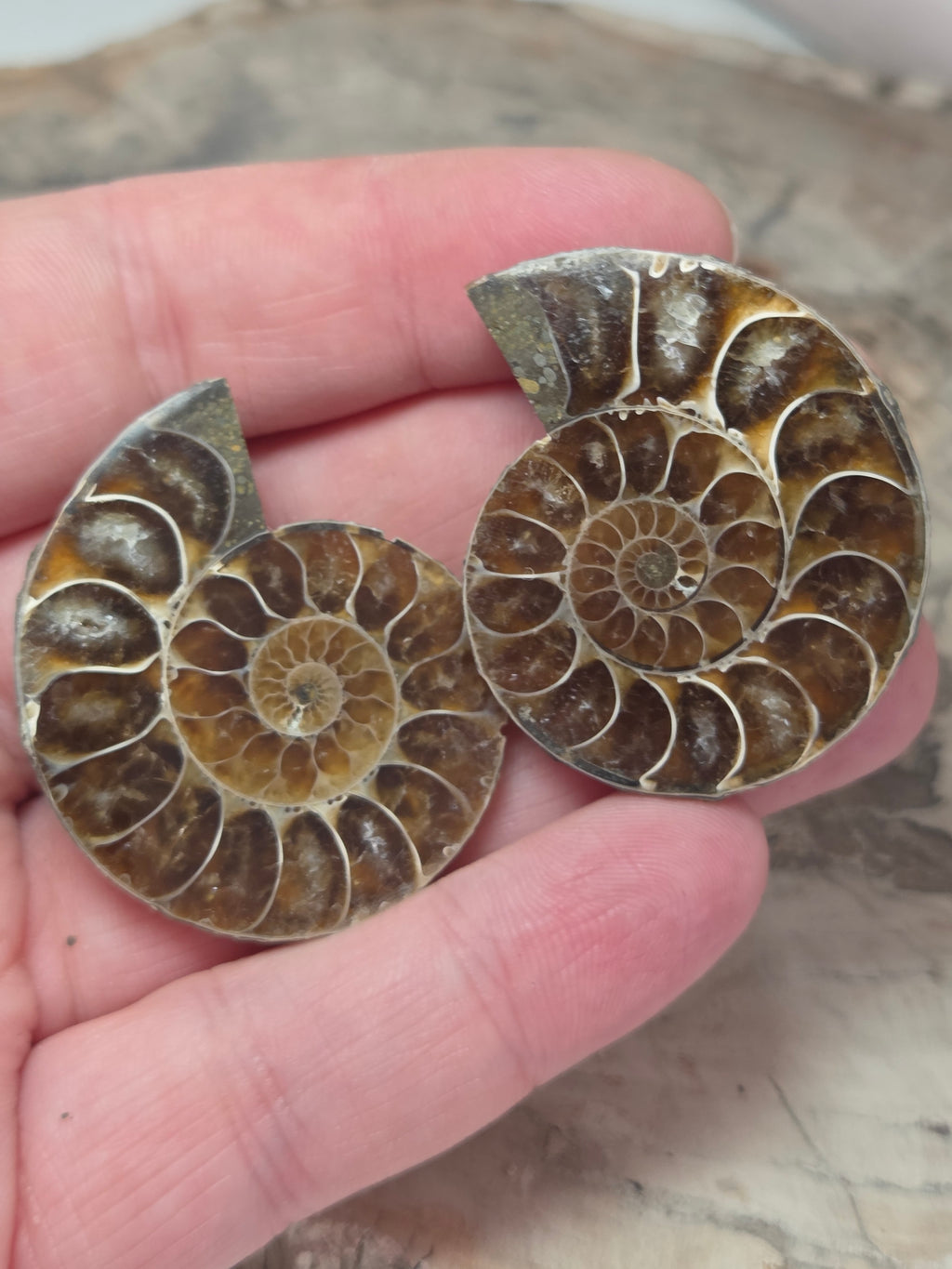 Ammonite Slices Set of 2 fossils option P