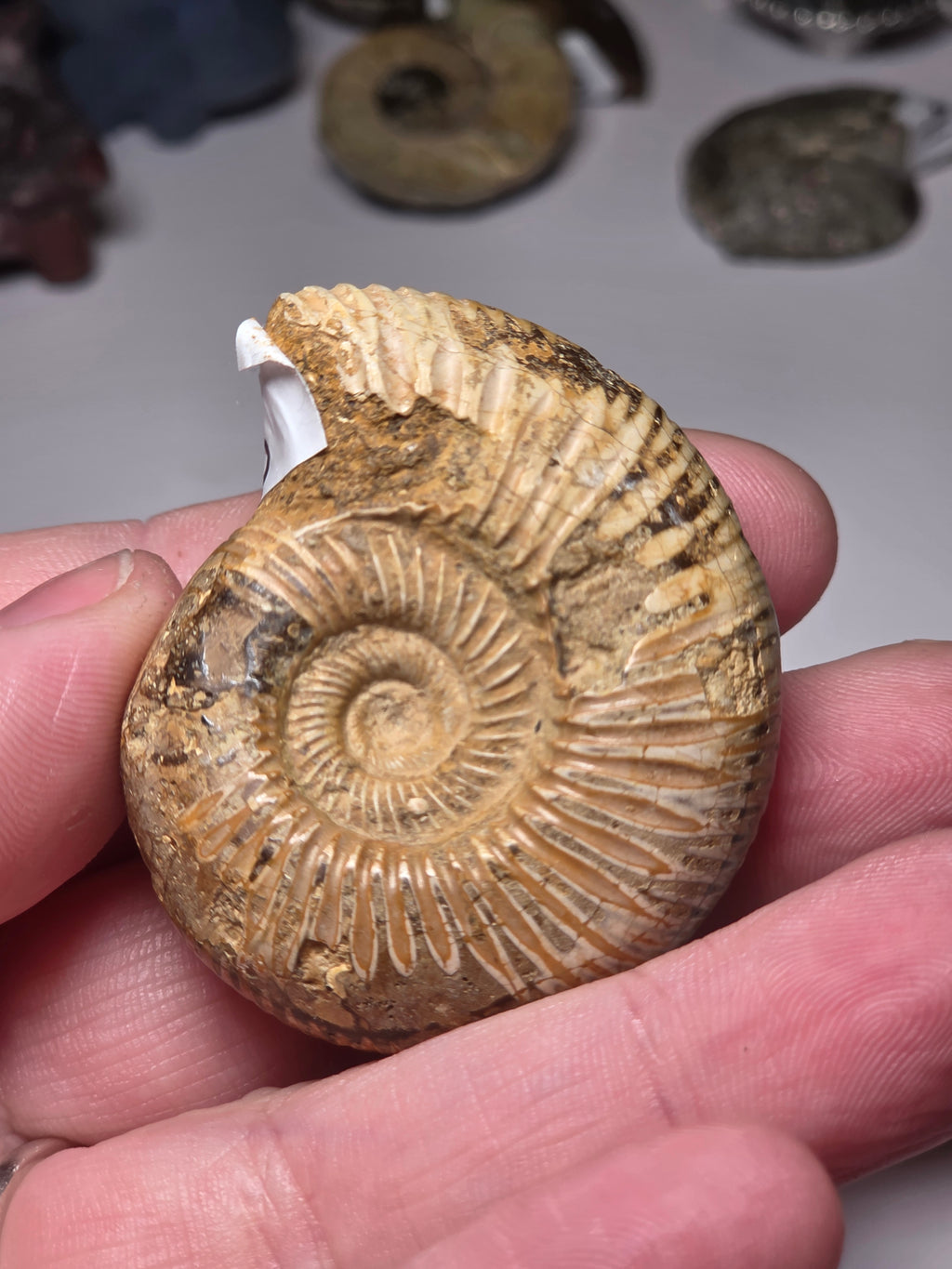 Amanite Fossil