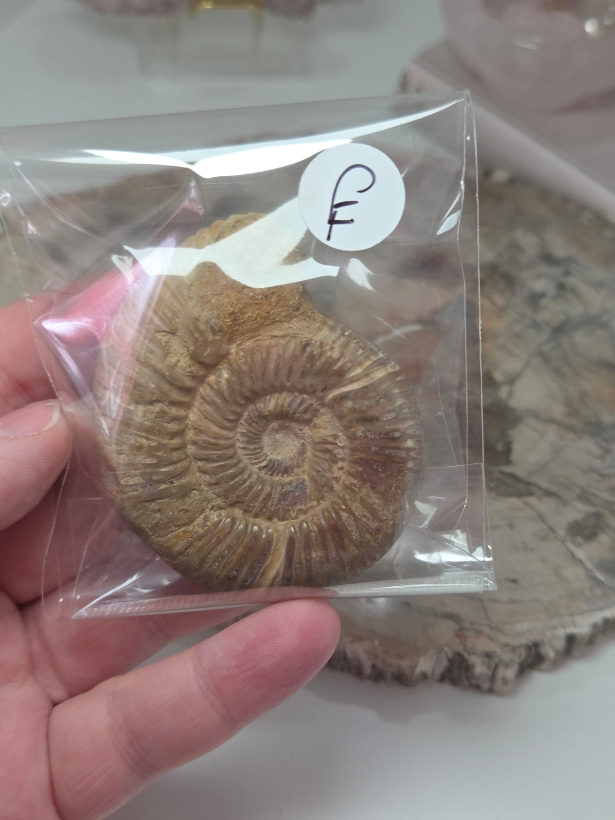 Ammonite Fossil specimen option F