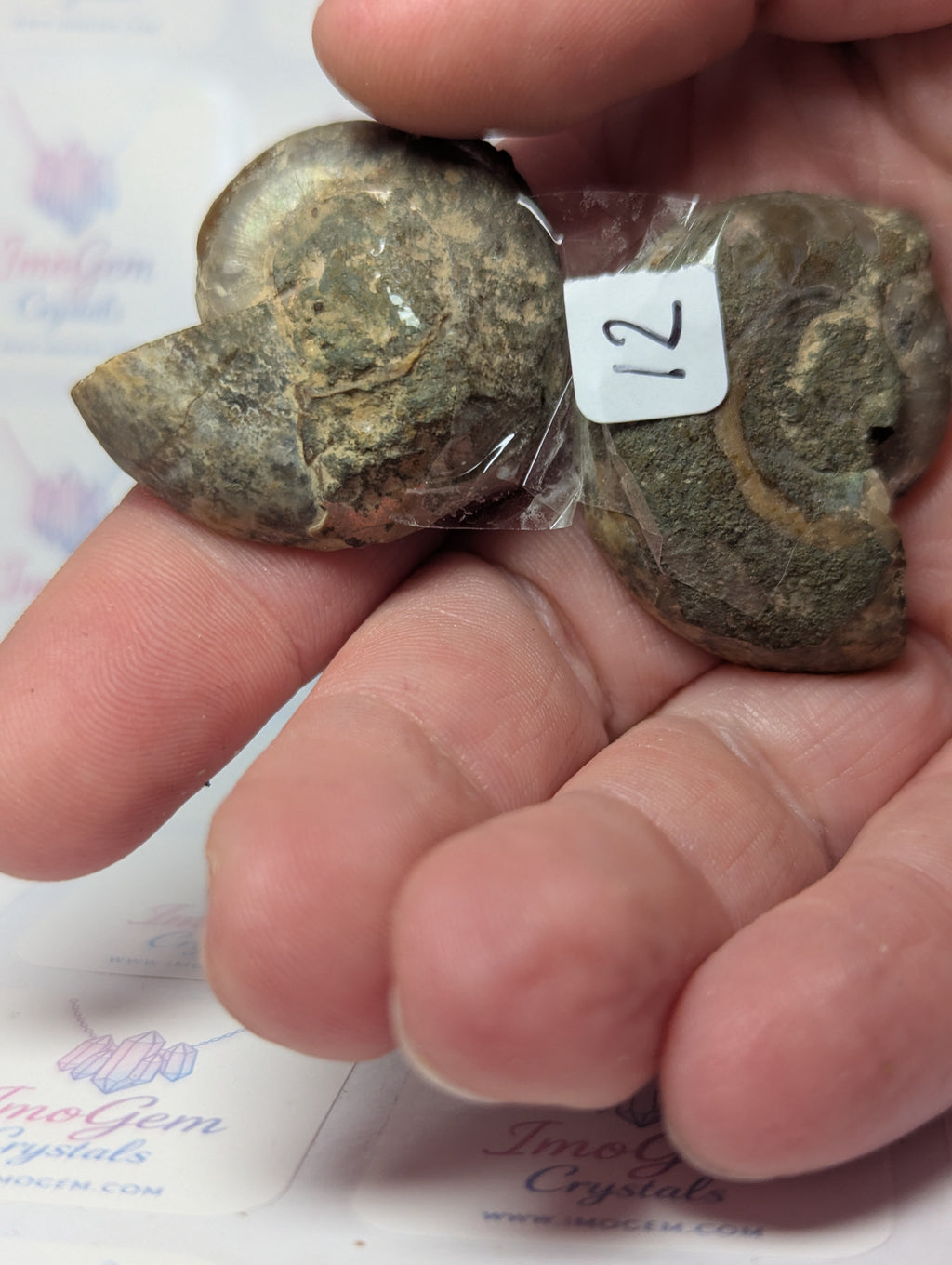 Duzy Amanite fossil slices