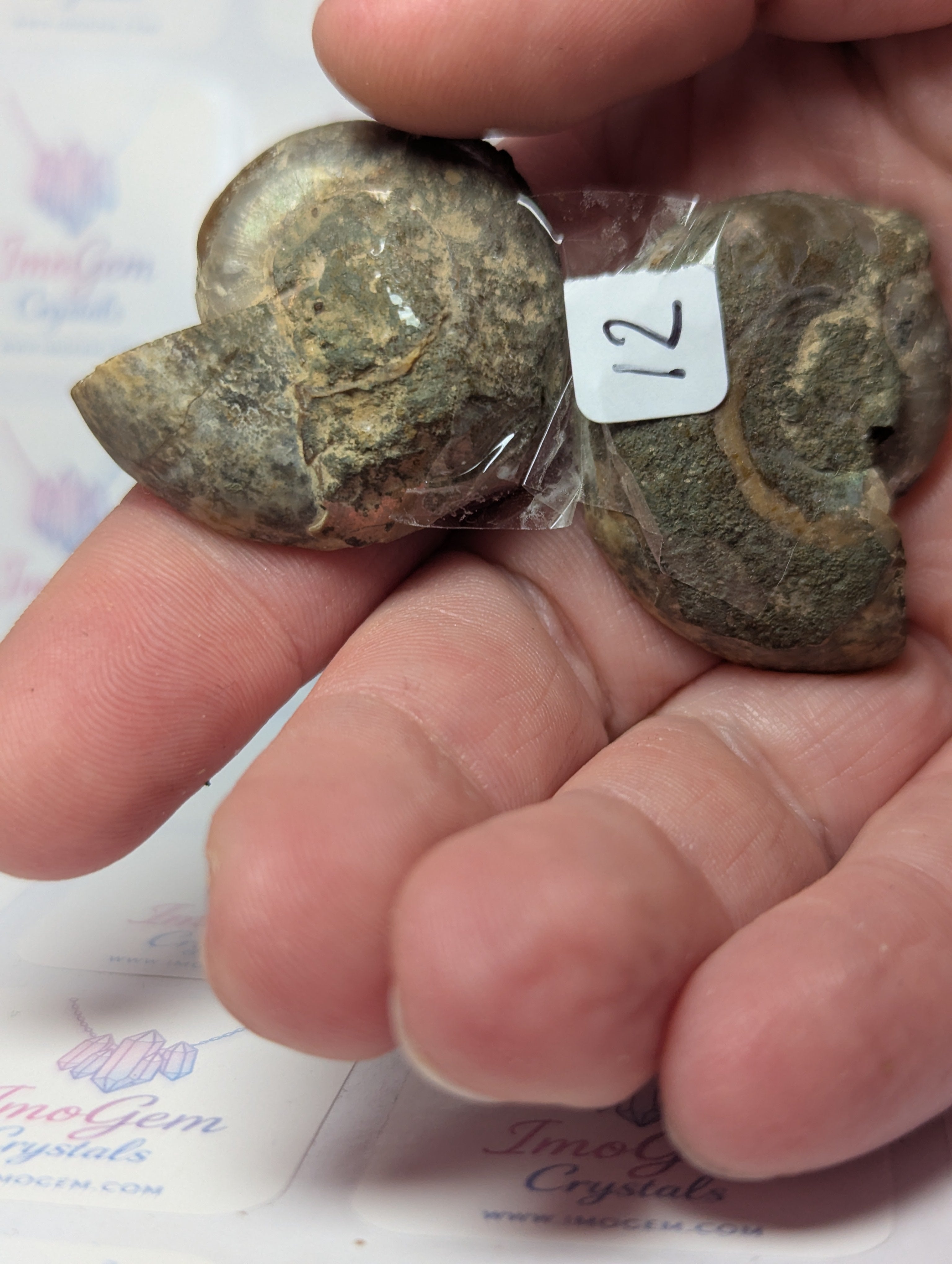 Duzy Amanite fossil slices