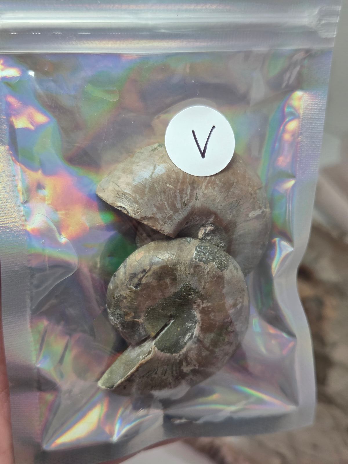 Ammonite Fossils Set of 2 slices option  V