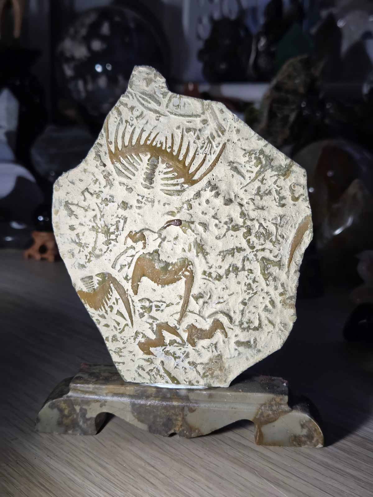 Ancient fossil arthropods called trilobites slab on jade stand