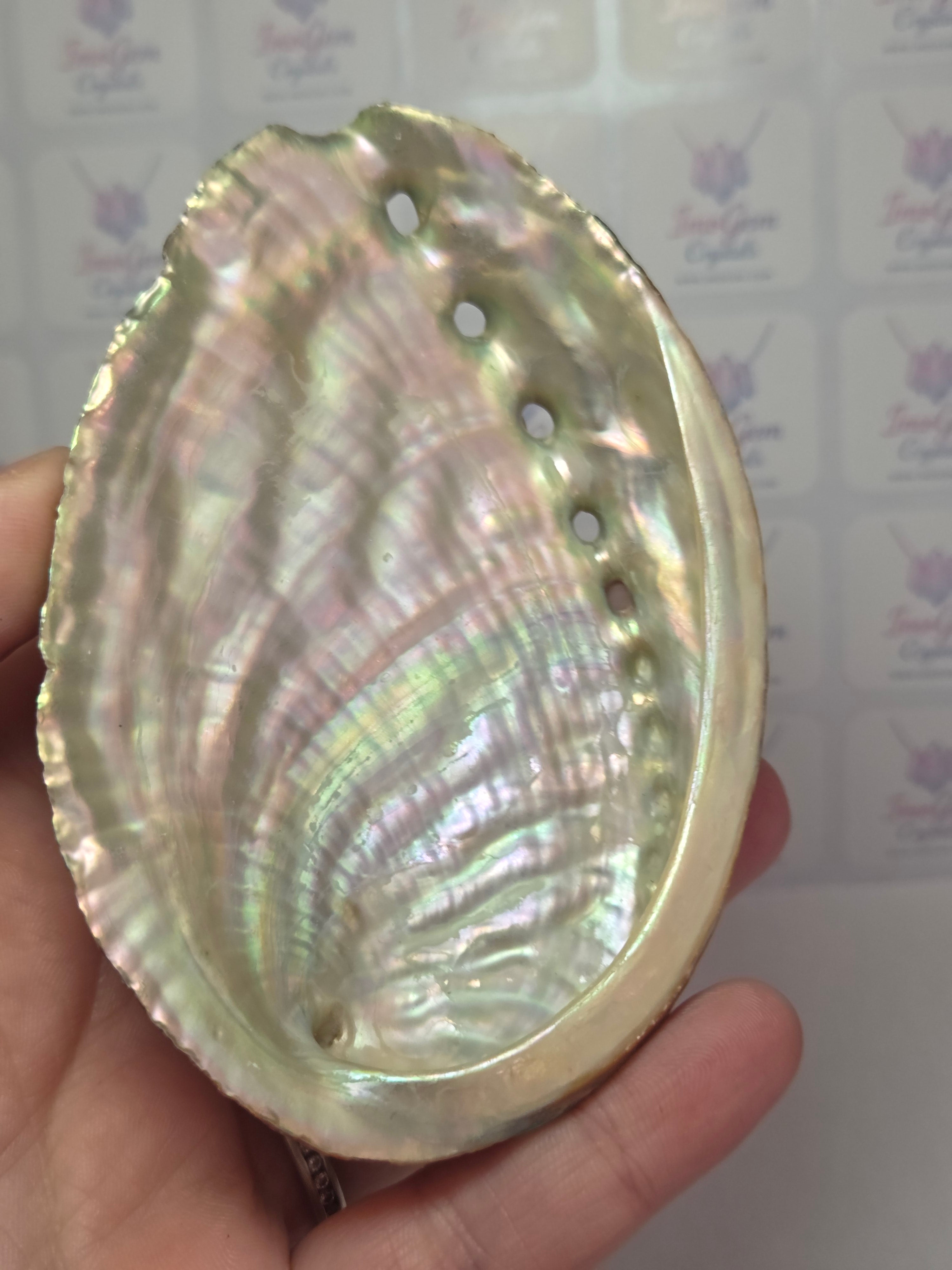 Aberlone shell