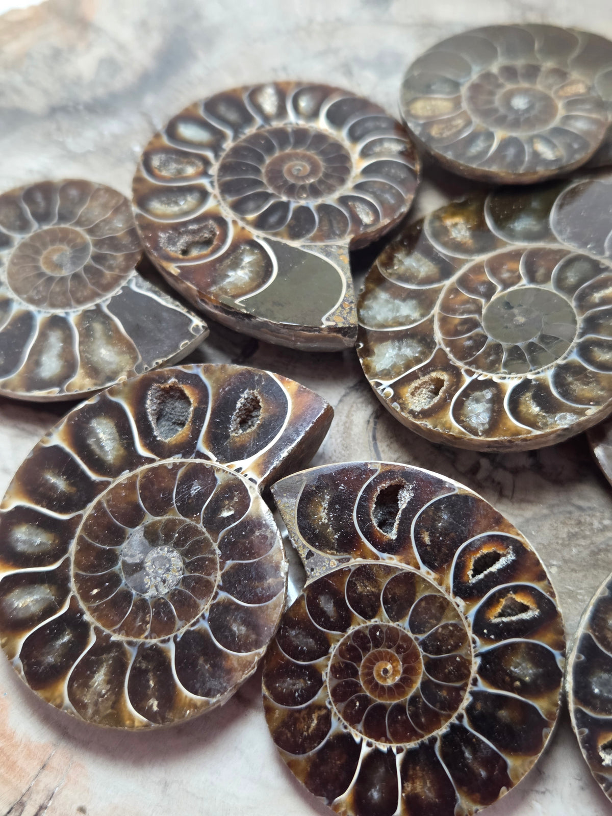Ammonite Fossil slice  one piece