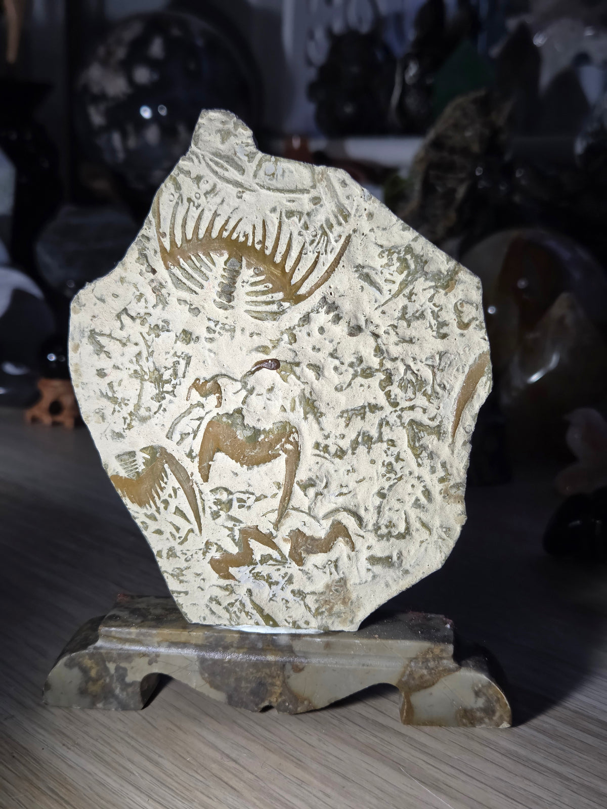Ancient fossil arthropods called trilobites slab on jade stand