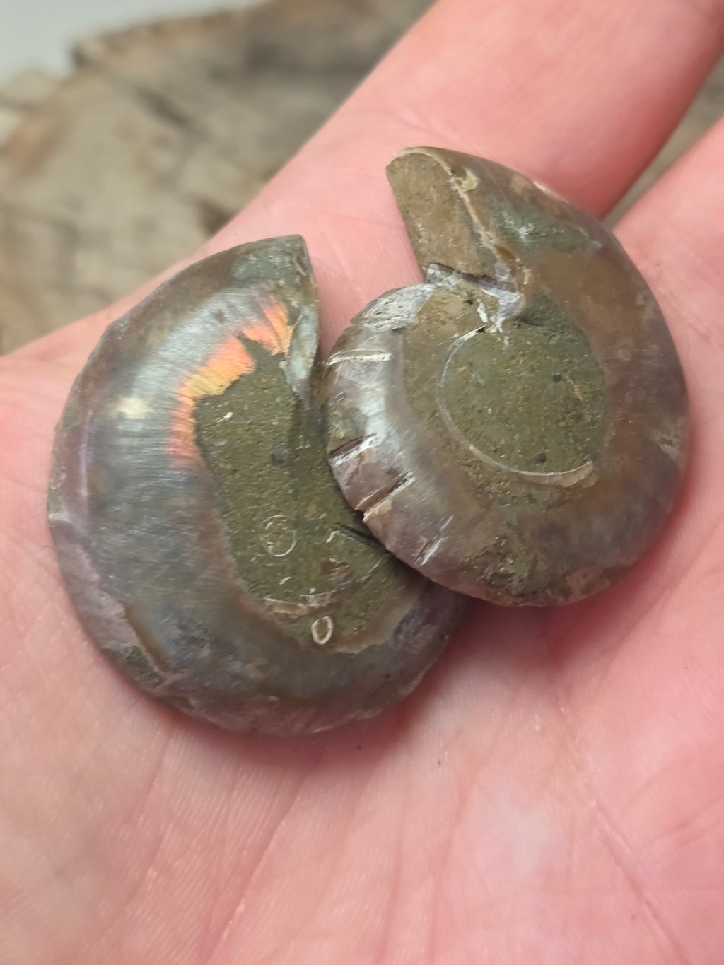 Ammonite Slices Set of 2 fossils option P