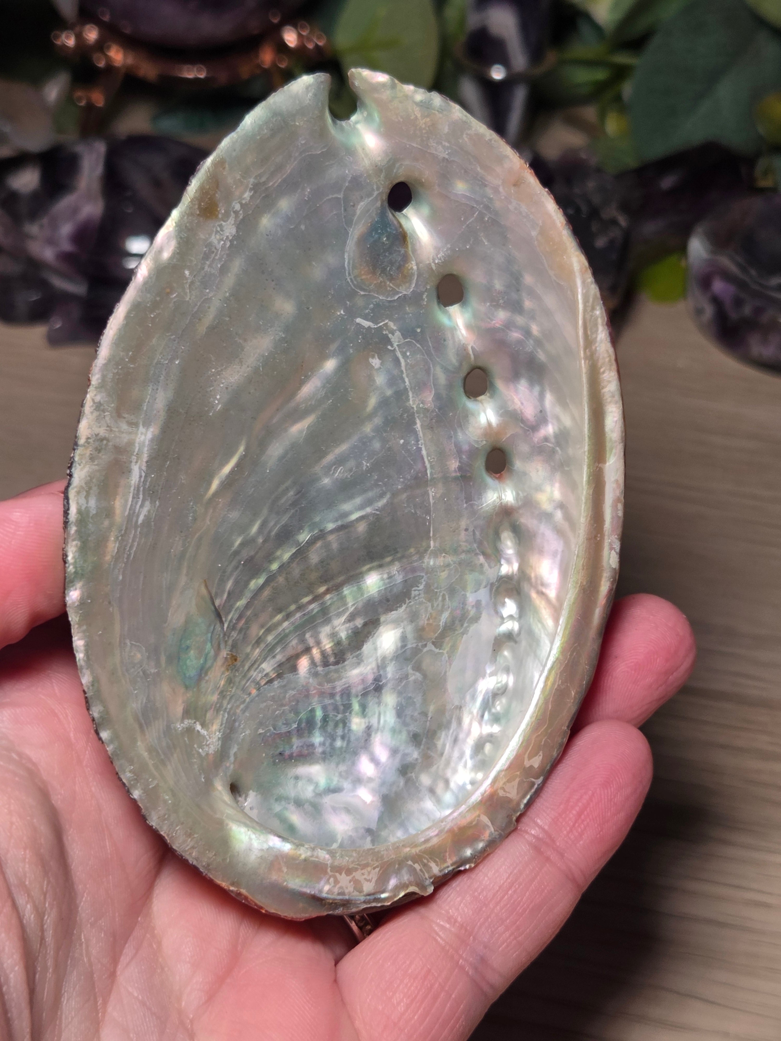 Aberlone Shell