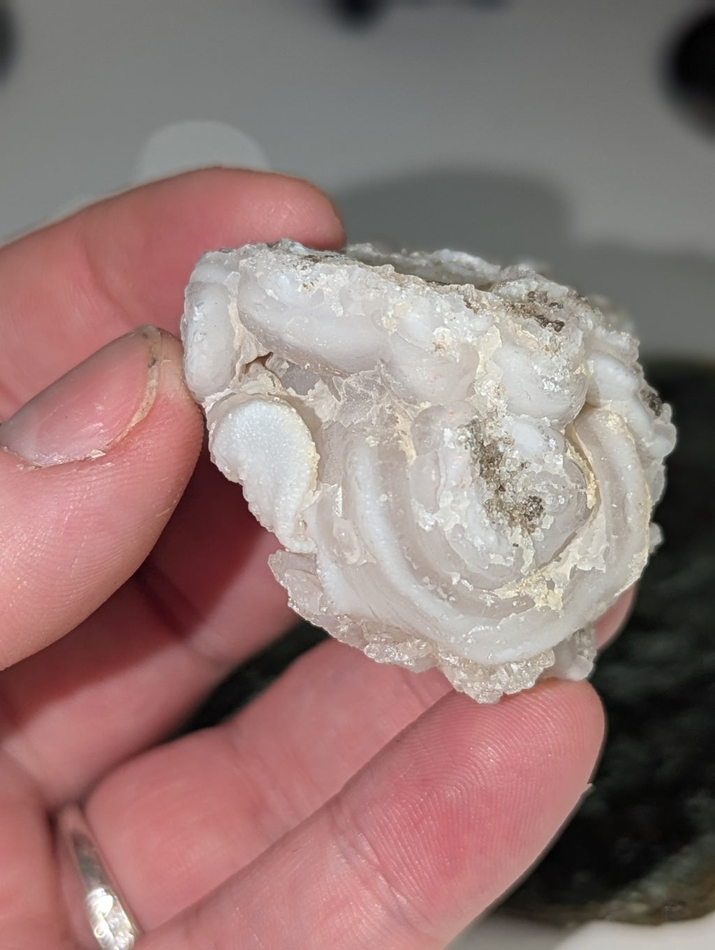 Mexican rose specimen