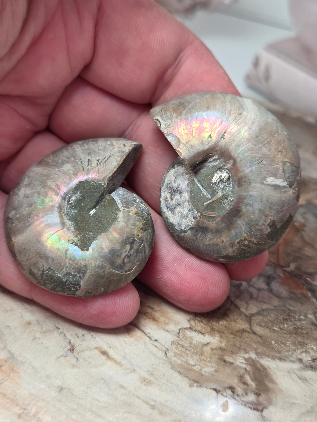 Rainbow Ammonite Fossils Set of 2 slices