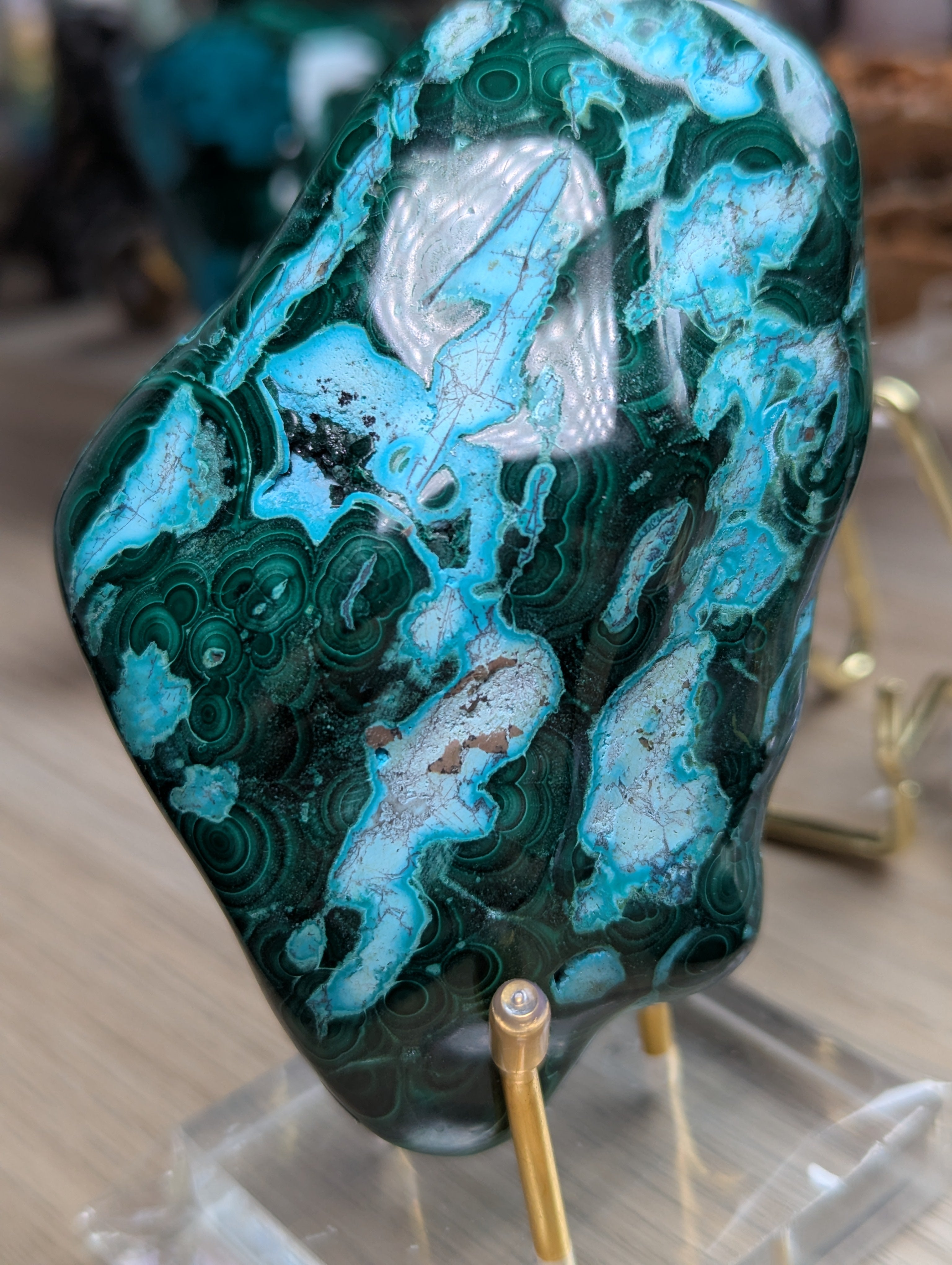 Malacholla freeform with stand