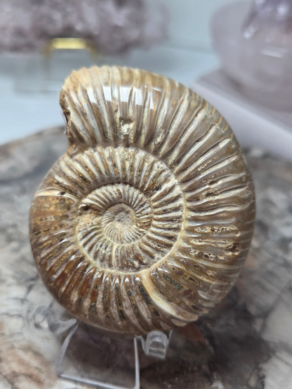 Ammonite Fossil specimen option F