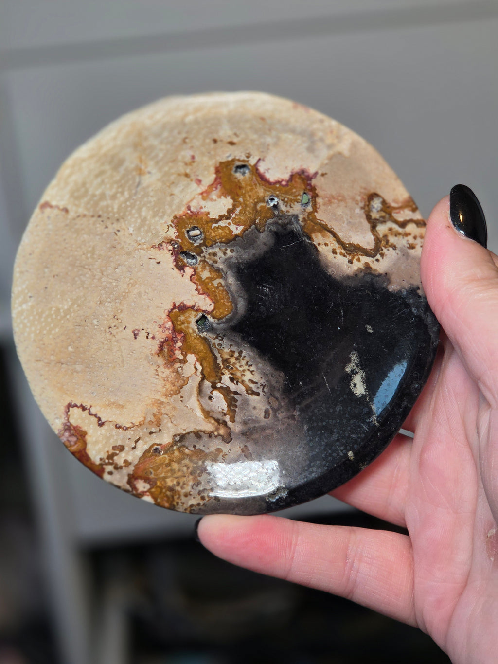 Petrified wood plate from Texas