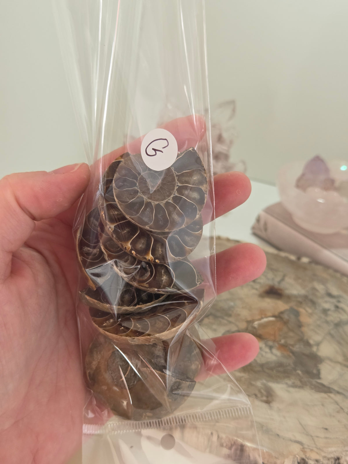 Ammonite Fossil slice  one piece