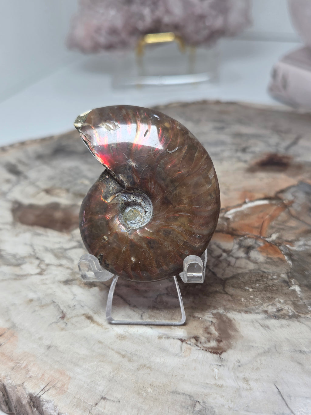 Rainbow Ammonite Fossil specimen option  K
