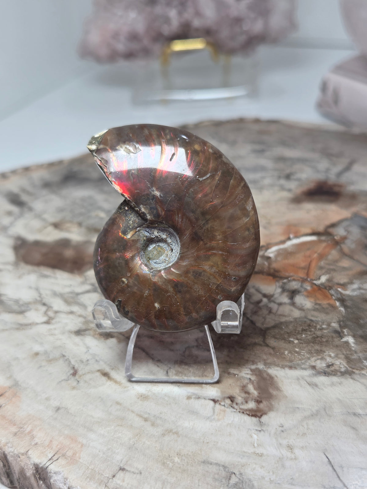 Rainbow Ammonite Fossil specimen option  K