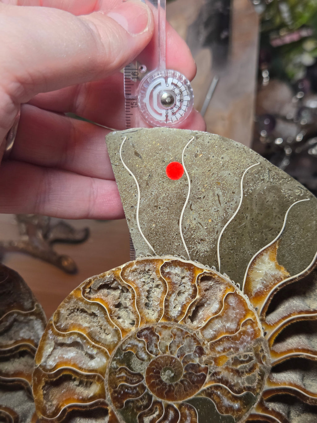 Large Amanite slices with Stands