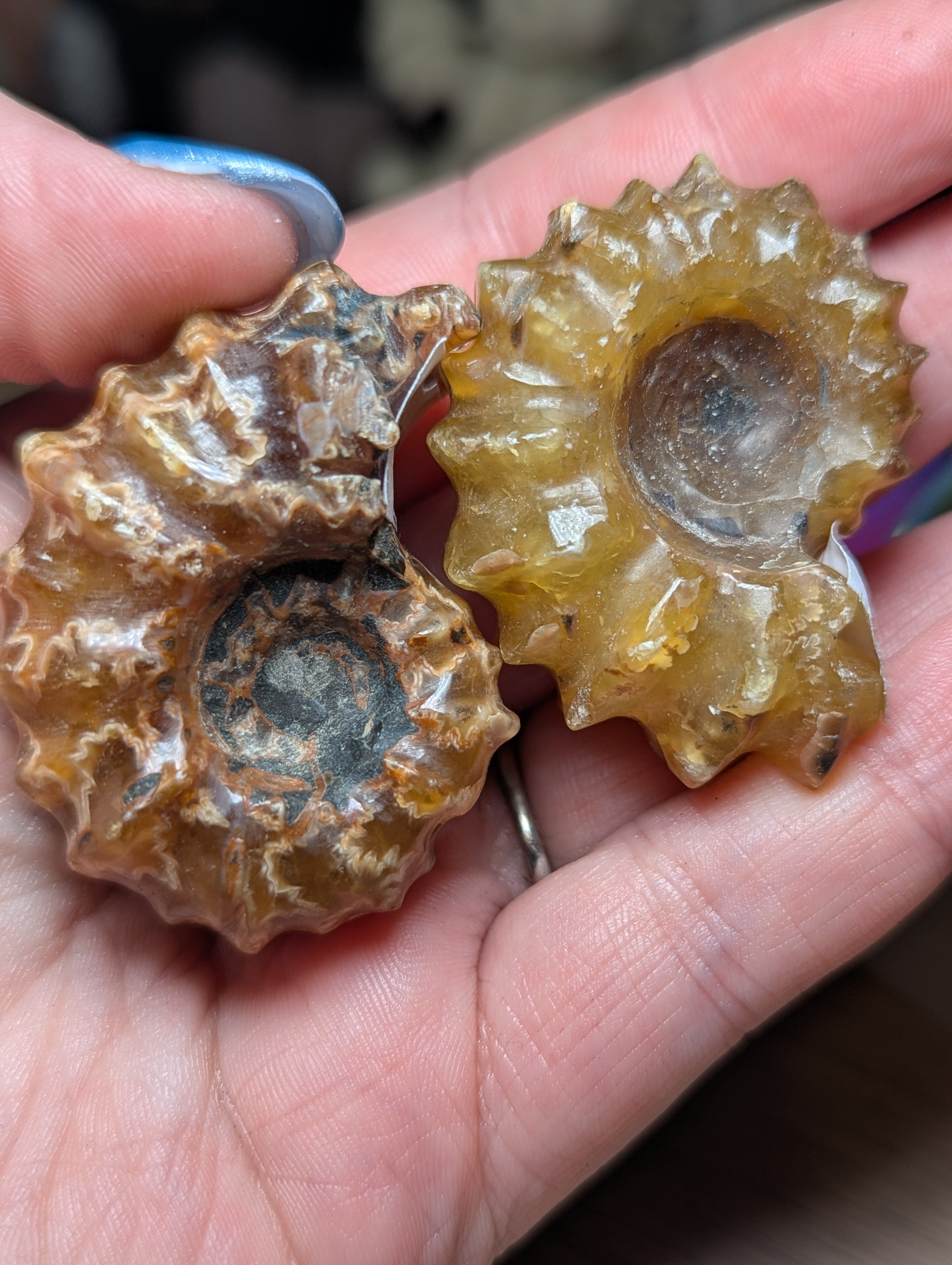 Douvilleiceras ammonite fossil
