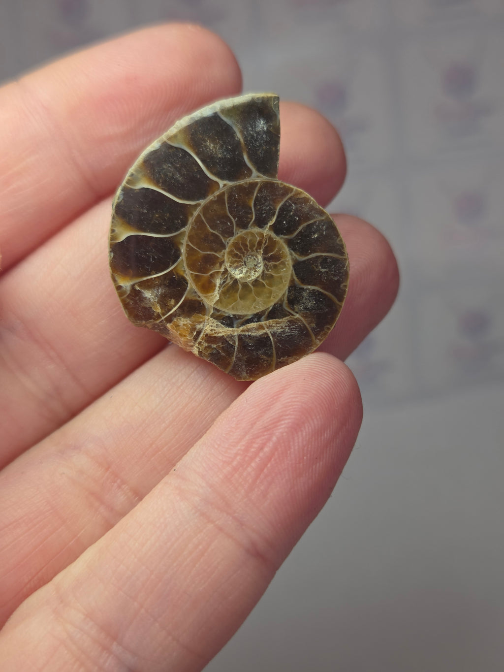 Amazonite fossils picked at random