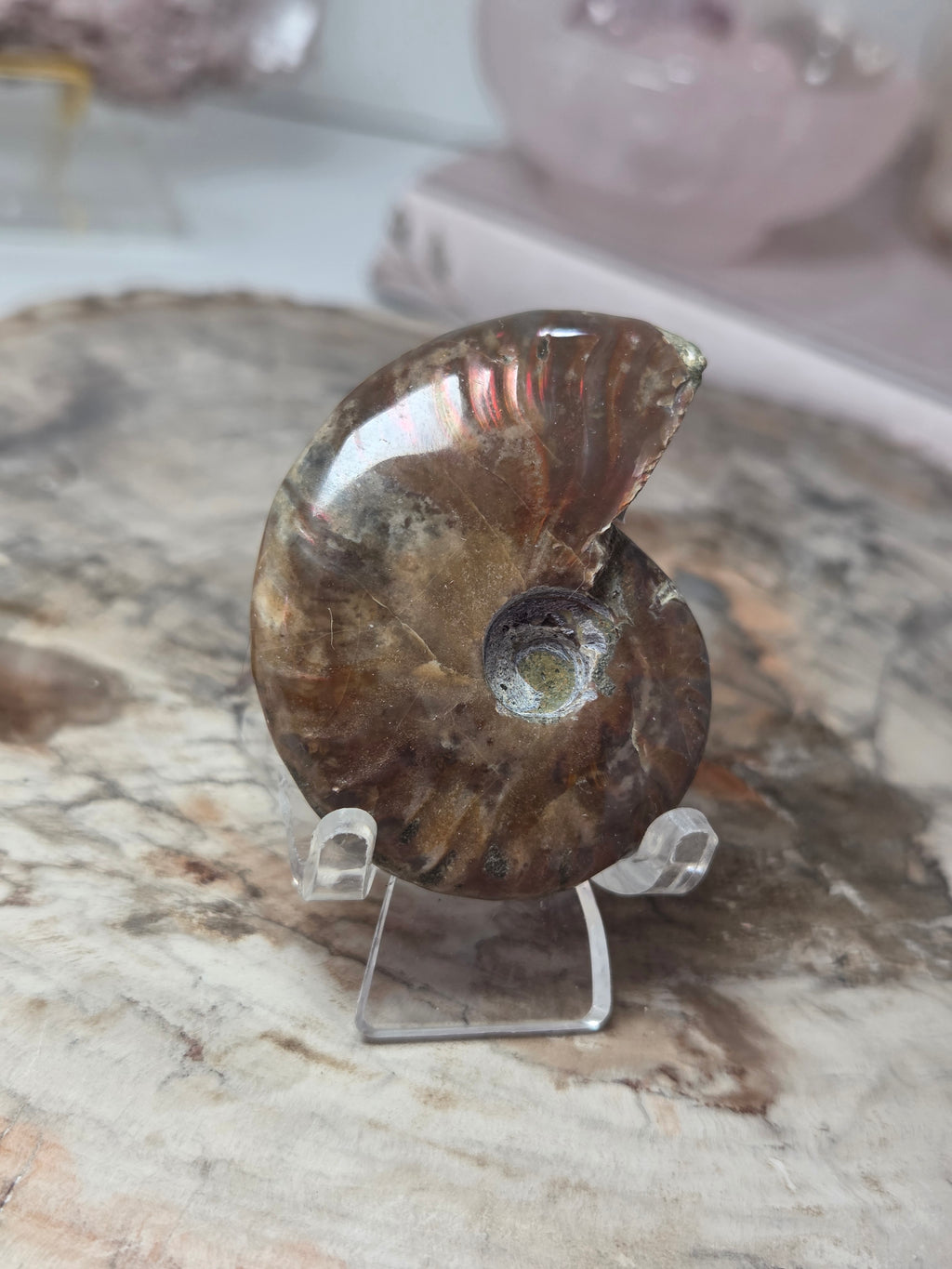 Rainbow Ammonite Fossil specimen option  K