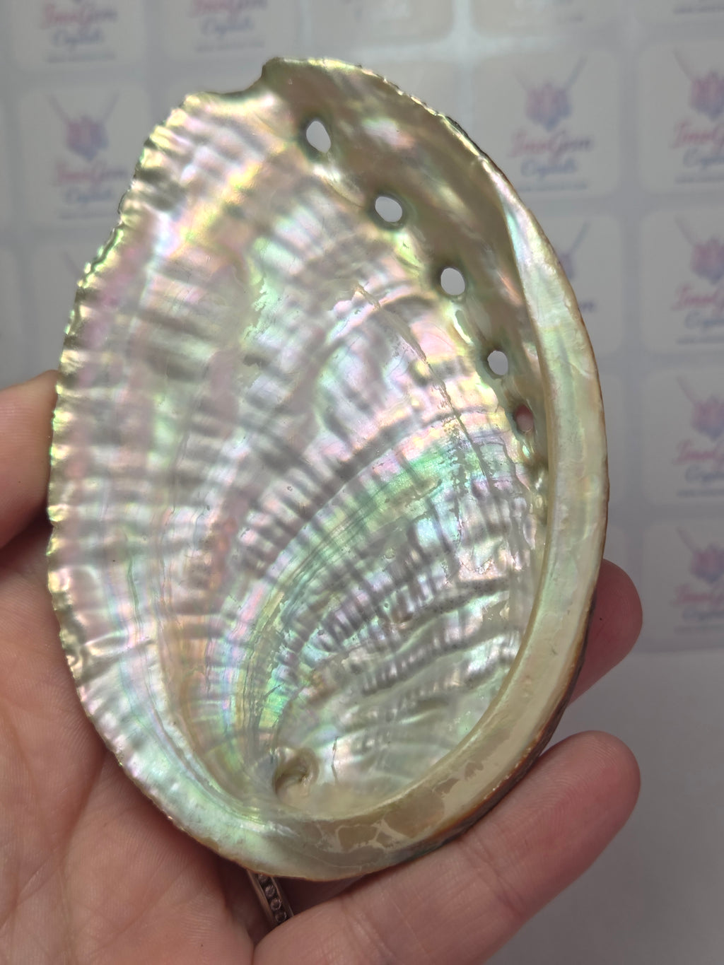 Aberlone shell