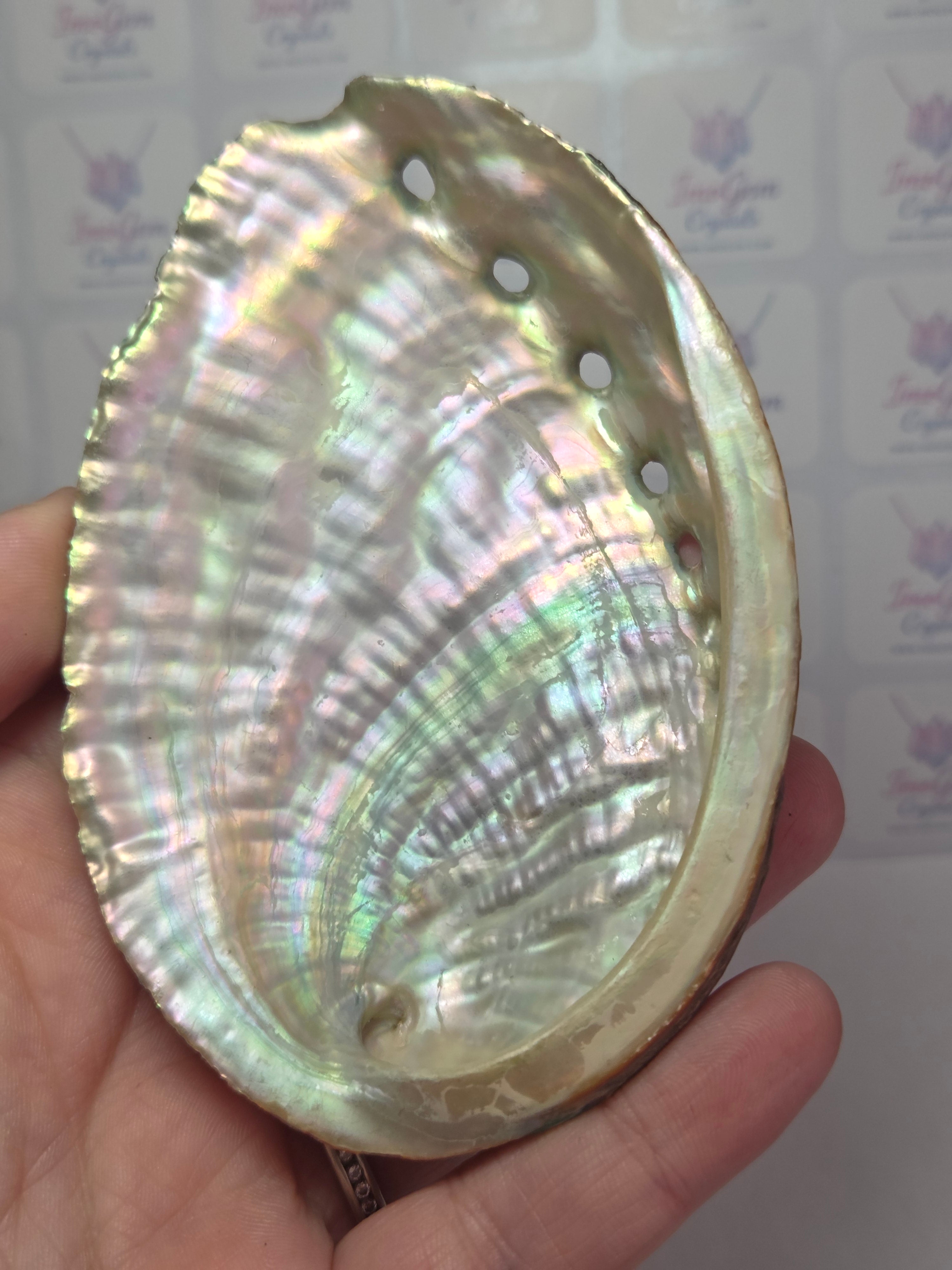 Aberlone shell