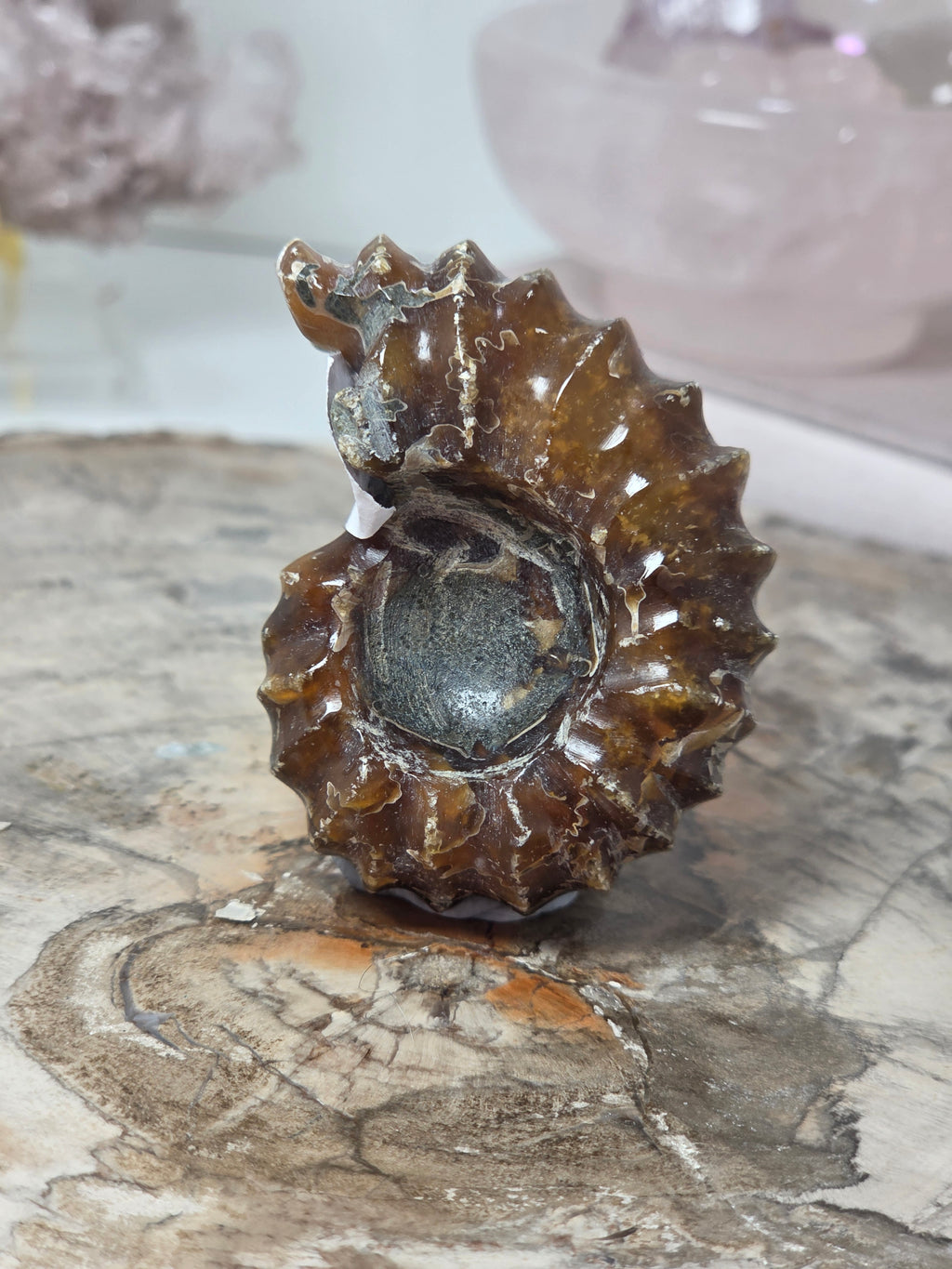Dragon ammonite Fossil Specimen