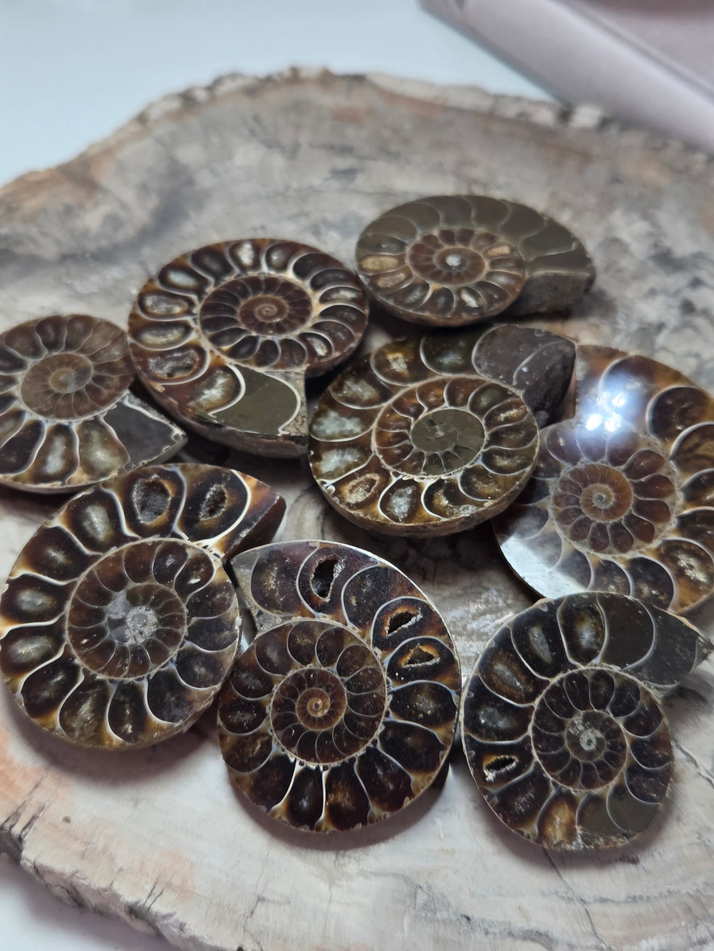 Ammonite Fossil slice  one piece