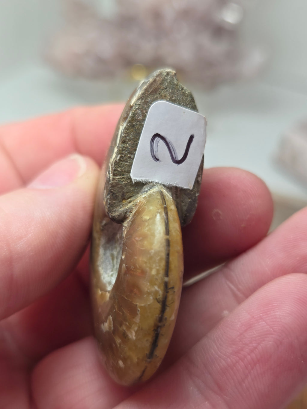 Full Rainbow Ammonite Fossil specimen option 2