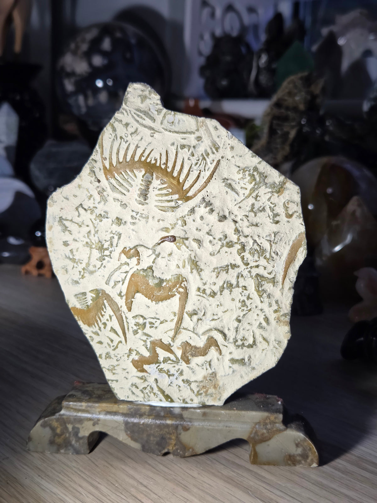Ancient fossil arthropods called trilobites slab on jade stand