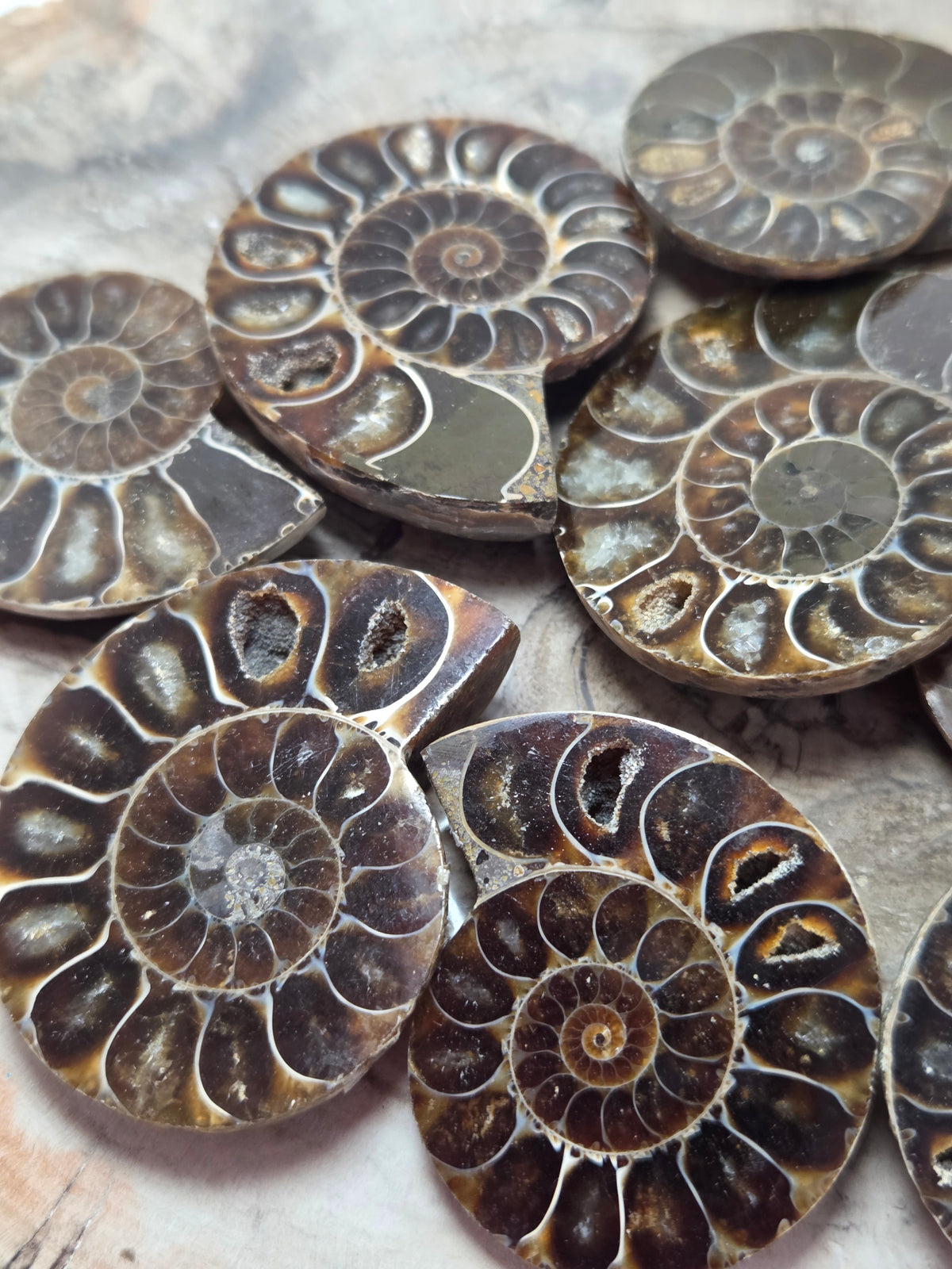 Ammonite Fossil slice  one piece