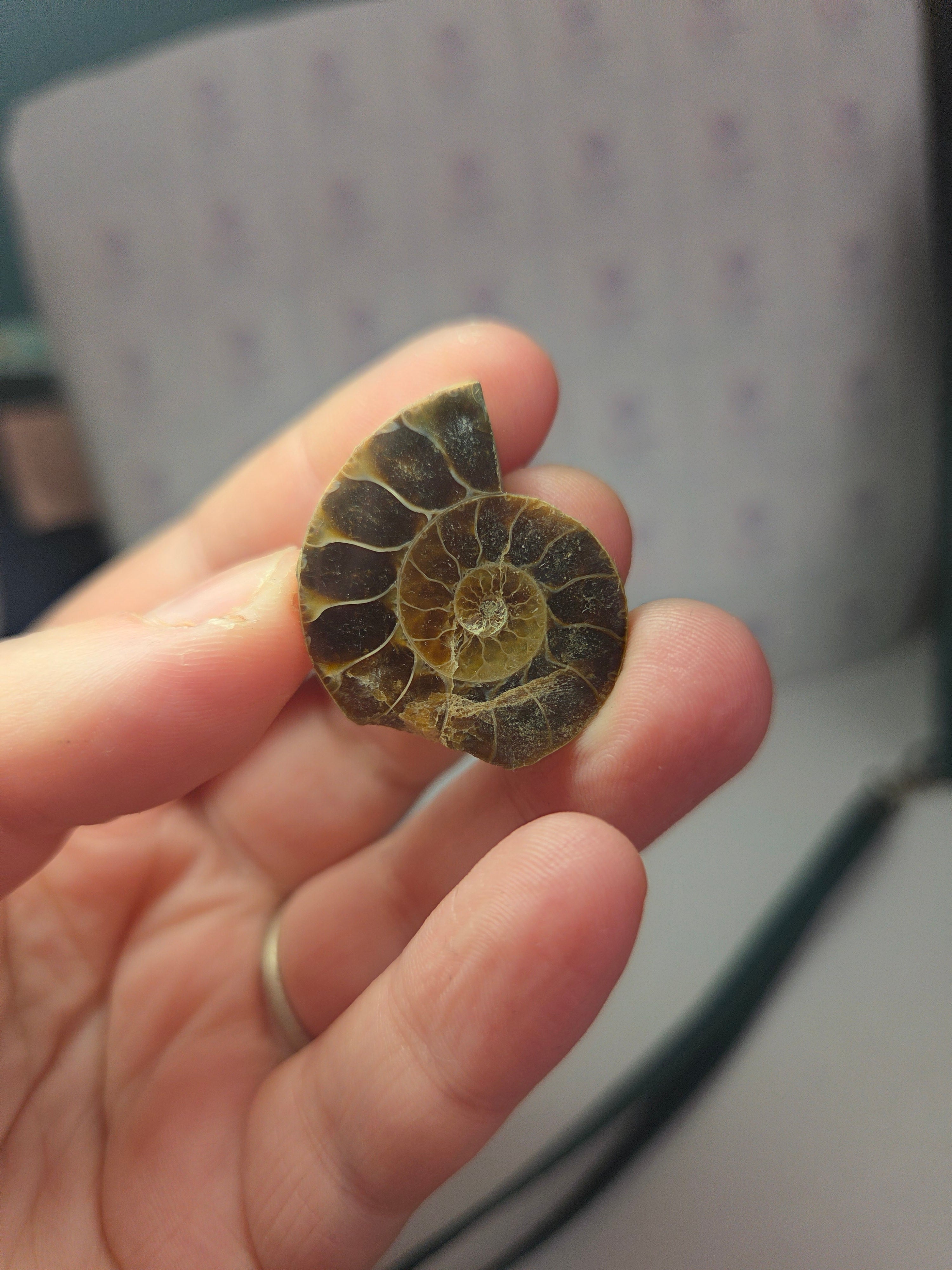 Amazonite fossils picked at random