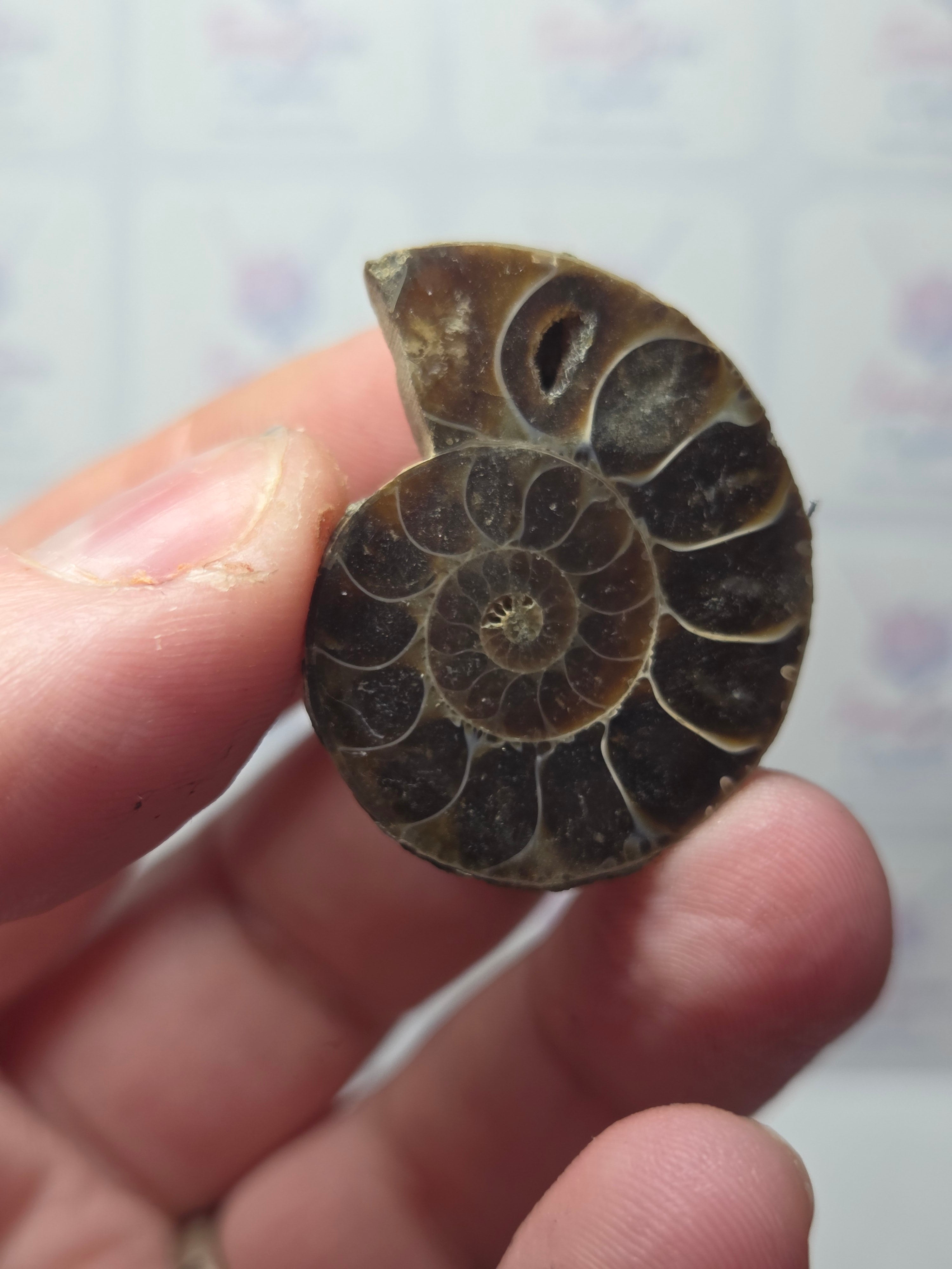 Amanite fossil slice