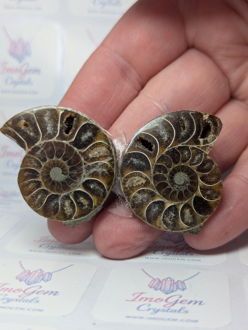 Duzy Amanite fossil slices