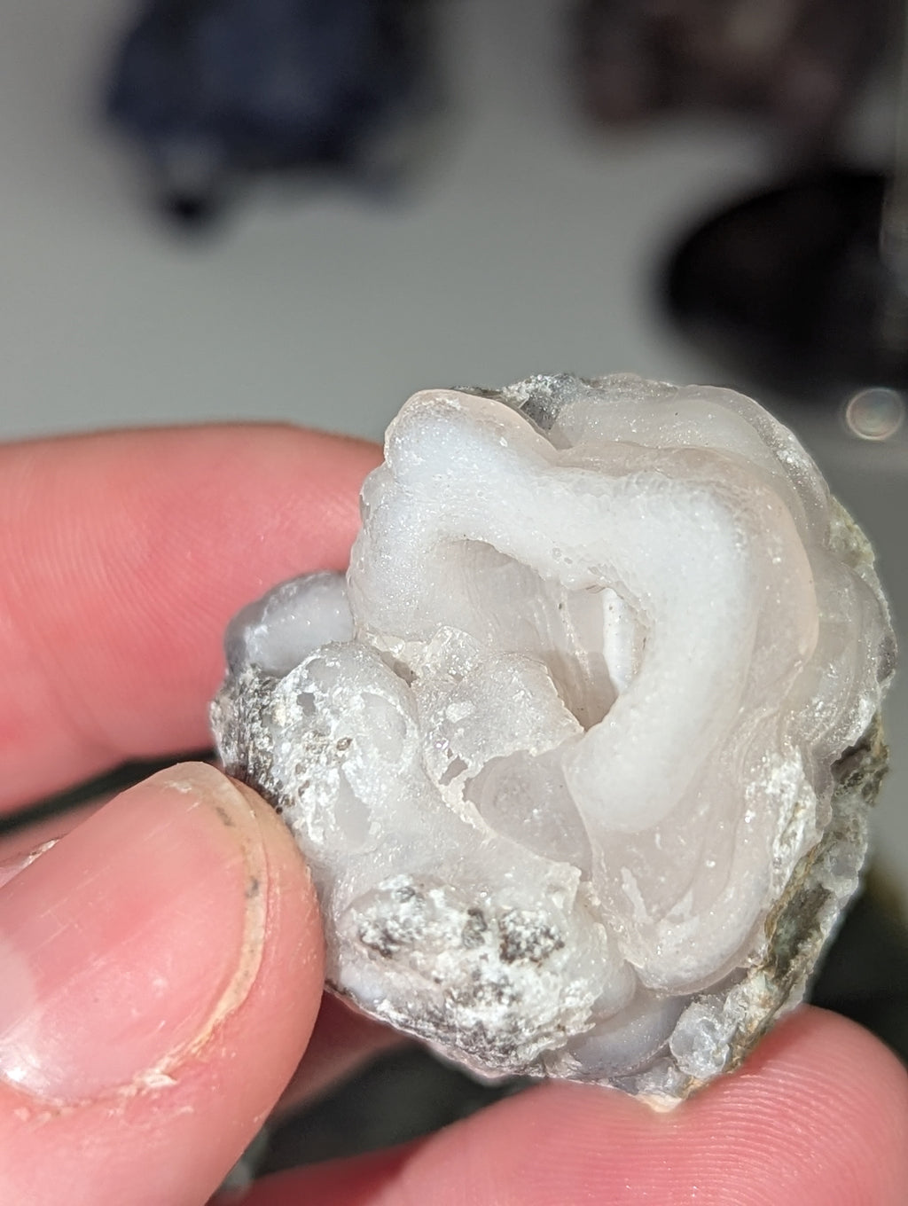 Mexican rose specimen