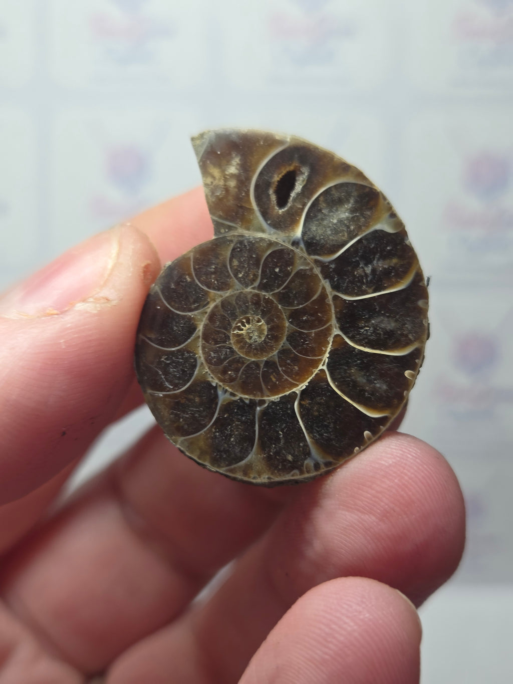 Amanite fossil slice