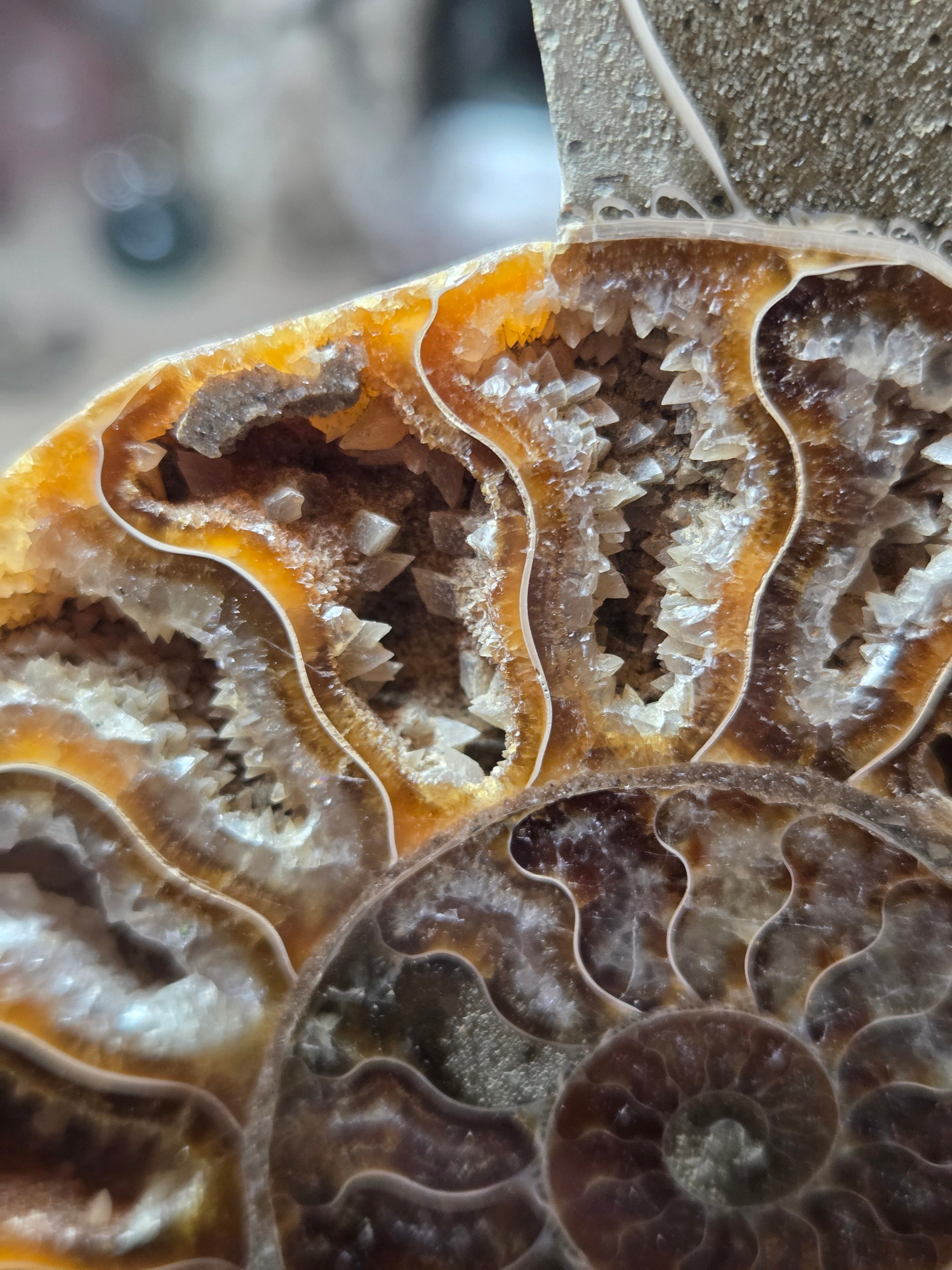 Large Amanite slices with Stands