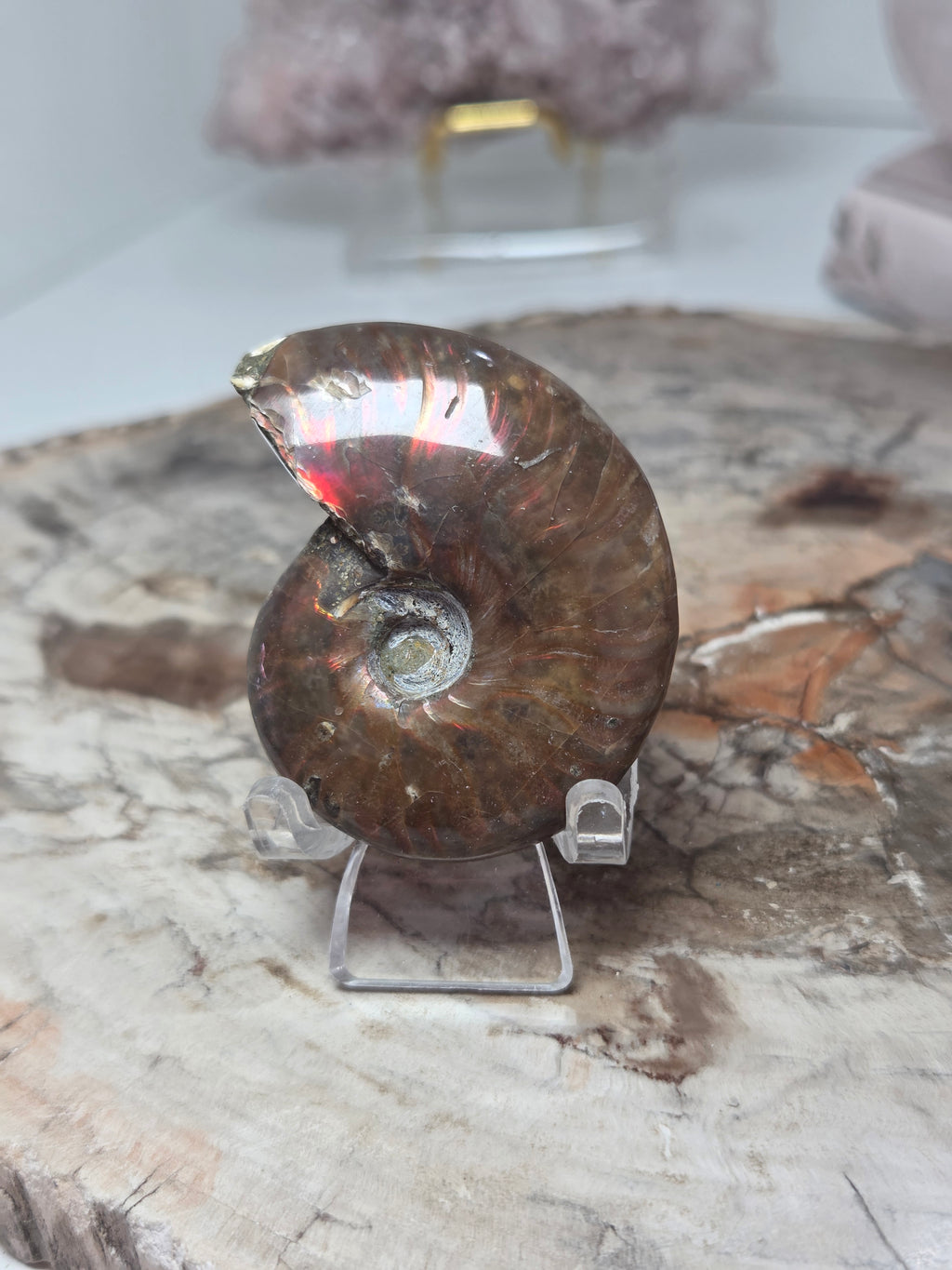 Rainbow Ammonite Fossil specimen option  K