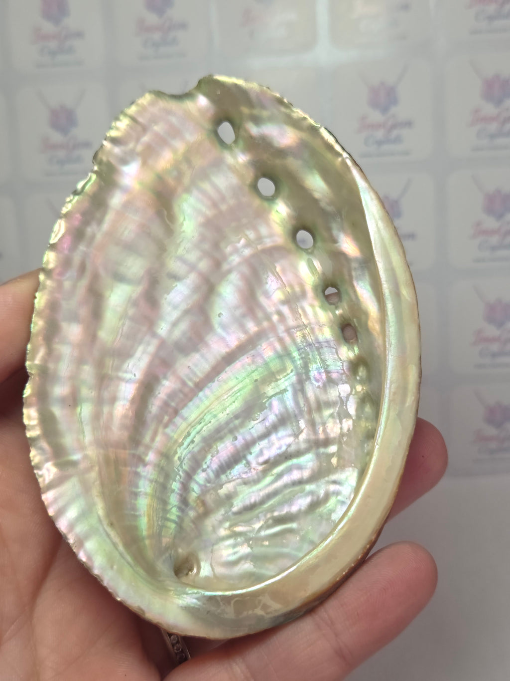 Aberlone shell