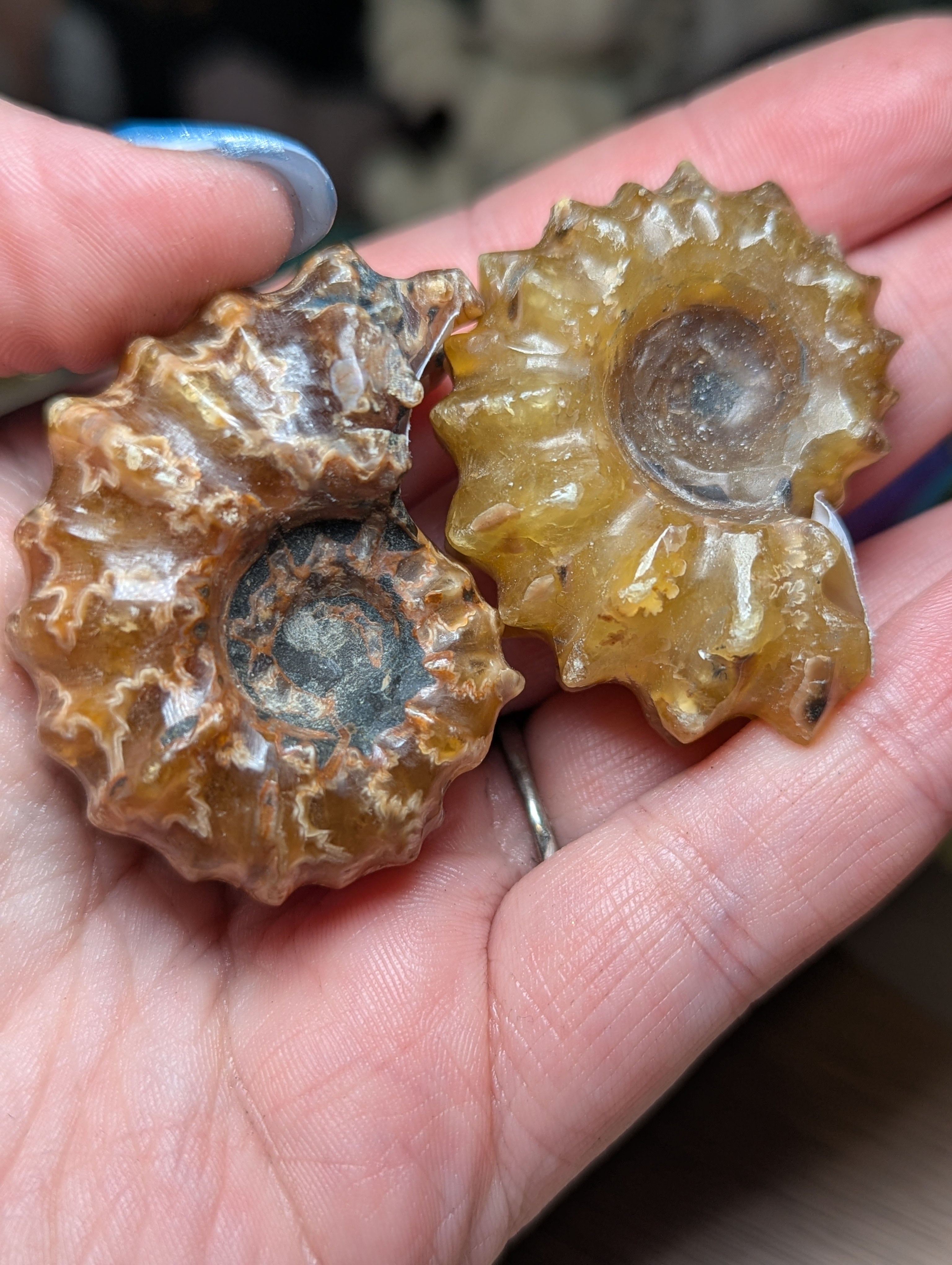 Douvilleiceras ammonite fossil