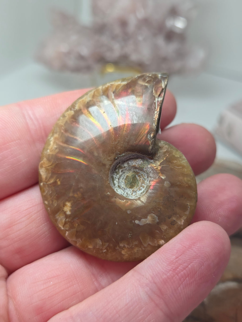 Full Rainbow Ammonite Fossil specimen option 2