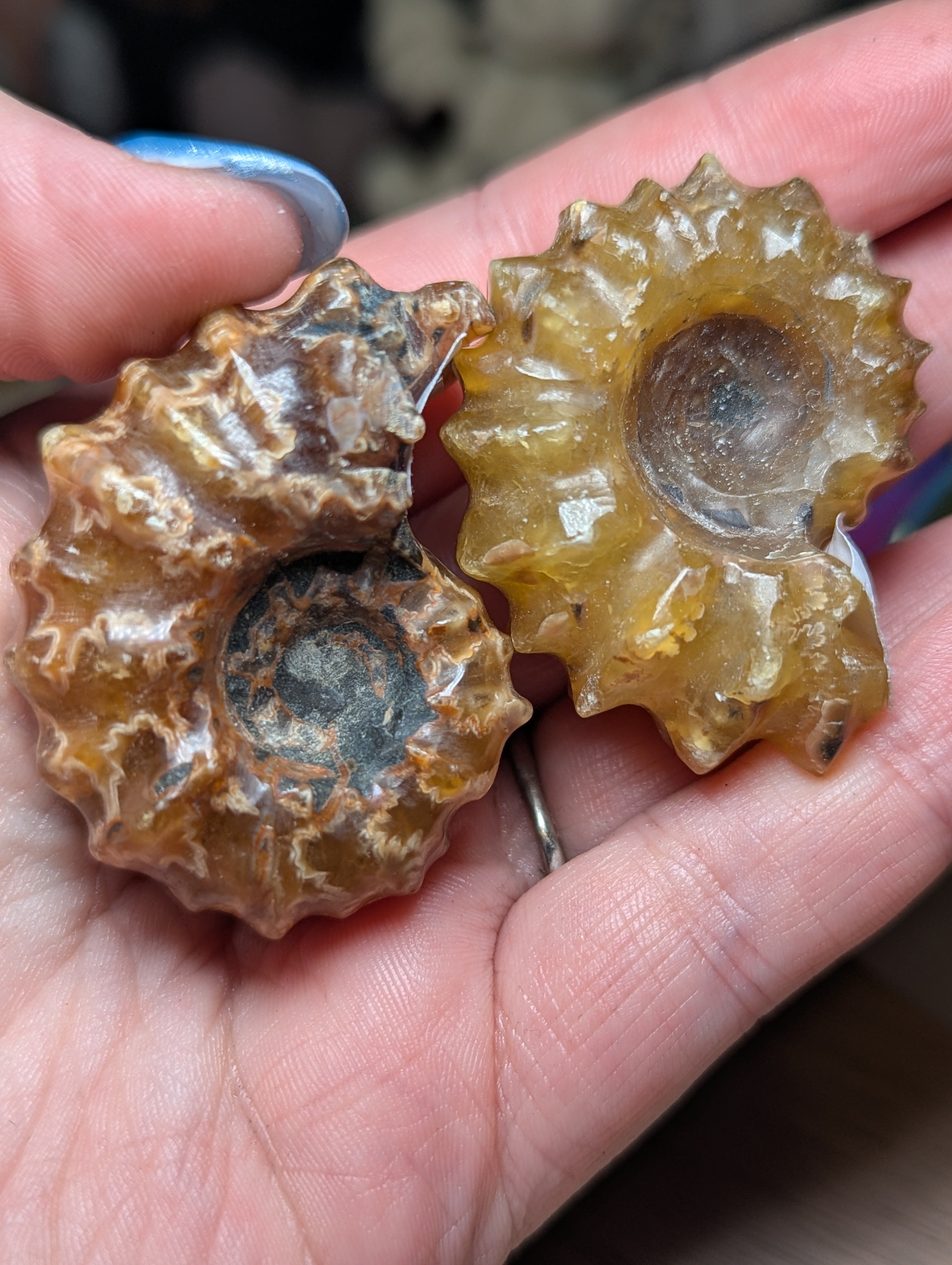 Douvilleiceras ammonite fossil